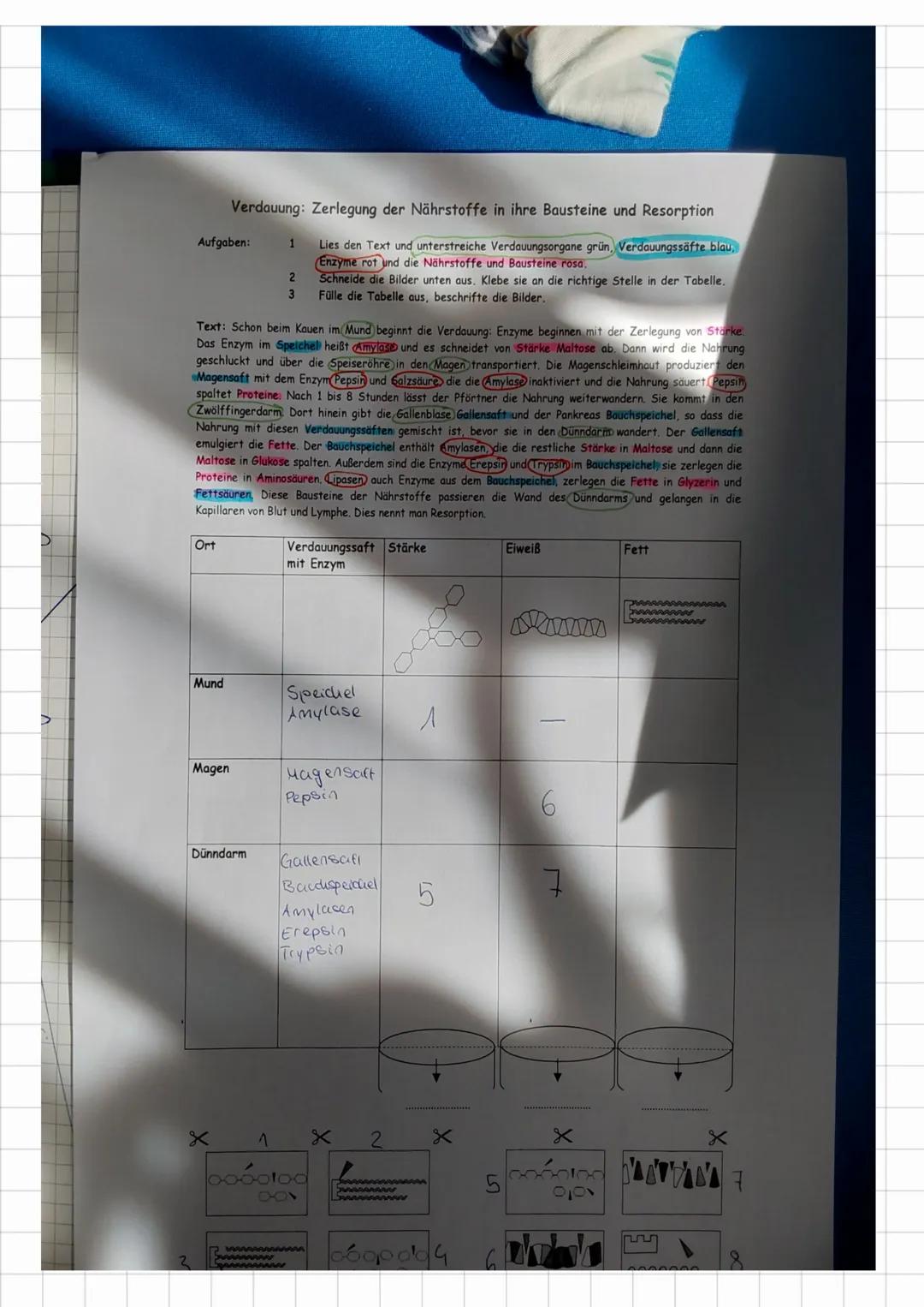 Bio Test
Nährstoffe
Baustoffe = Eiweiße
= Fette,
Brennstoffe
Zusammenhang
der Nahrung
✓
Kohlenhydrate
Verdauung
Enzyme:
Verdauungsäfte:
↓
Er