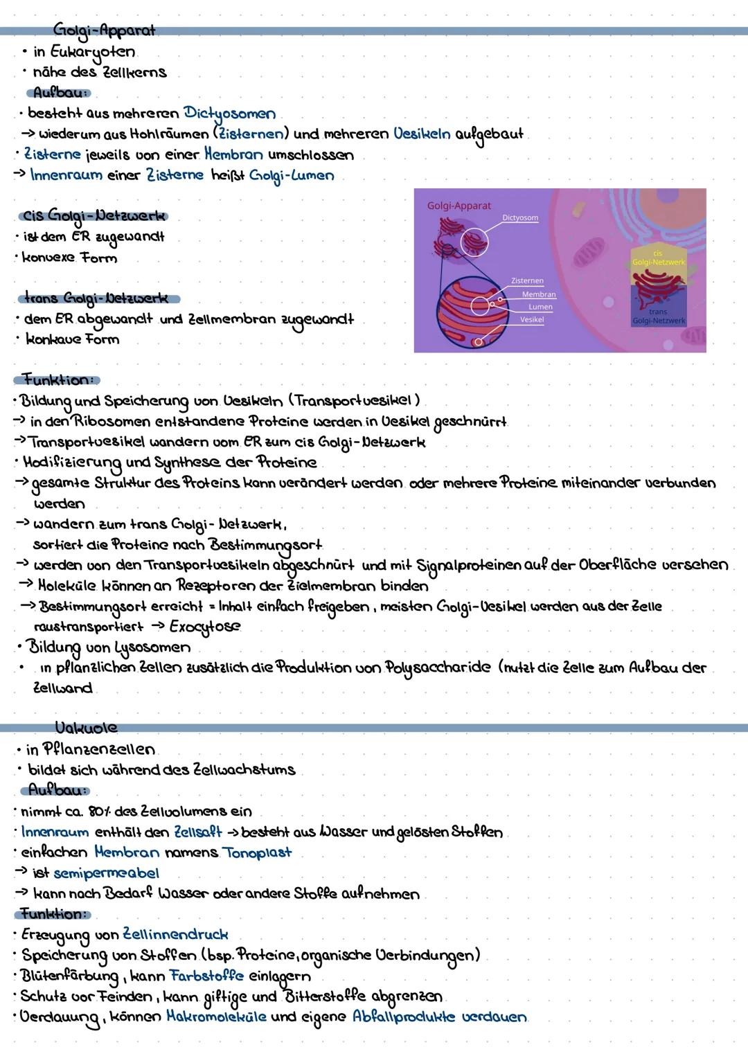 Biologie Lernzettel
Zellkern
• in eukaryotischen Zellen vorhanden (tierische & pflanzliche + Pilze)
Aufbau
: rund /oval
5-16 mikrometer
von