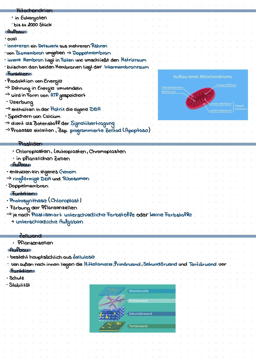 Biologie Lernzettel
Zellkern
• in eukaryotischen Zellen vorhanden (tierische & pflanzliche + Pilze)
Aufbau
: rund /oval
5-16 mikrometer
von