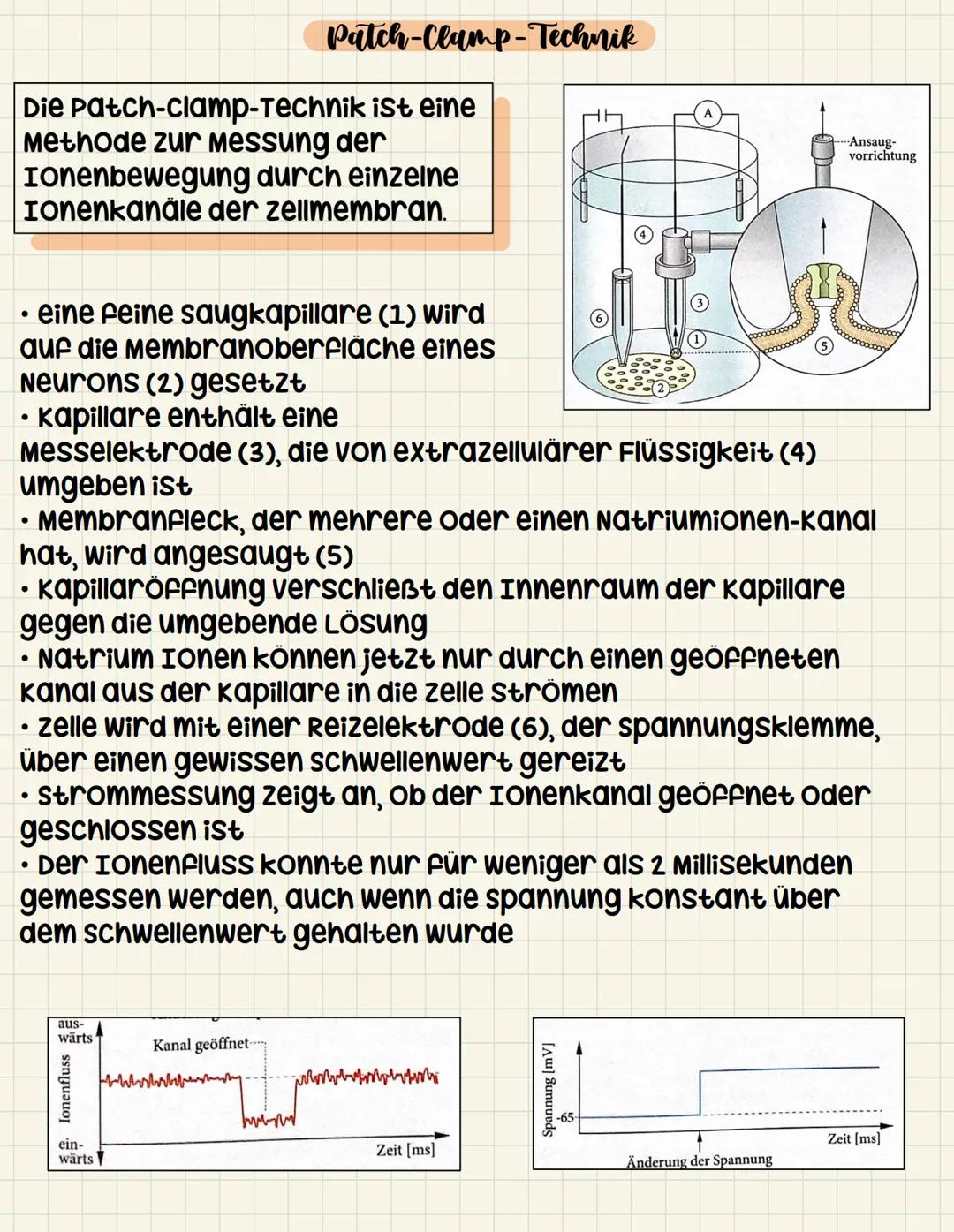 Neurobiologie - Patch-Clamp Methode