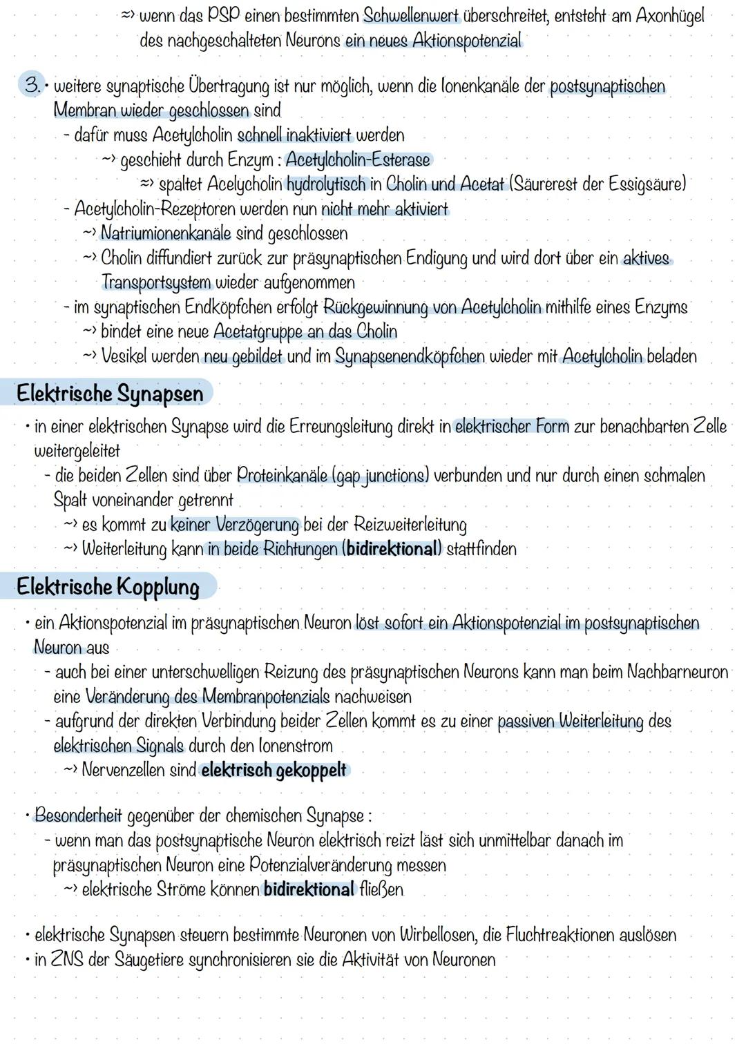 Informationsübertragung an Synapsen
Chemische Synapsen
zwischen zwei Nervenzellen befindet sich ein schmaler Spalt mit einer Breite von unge