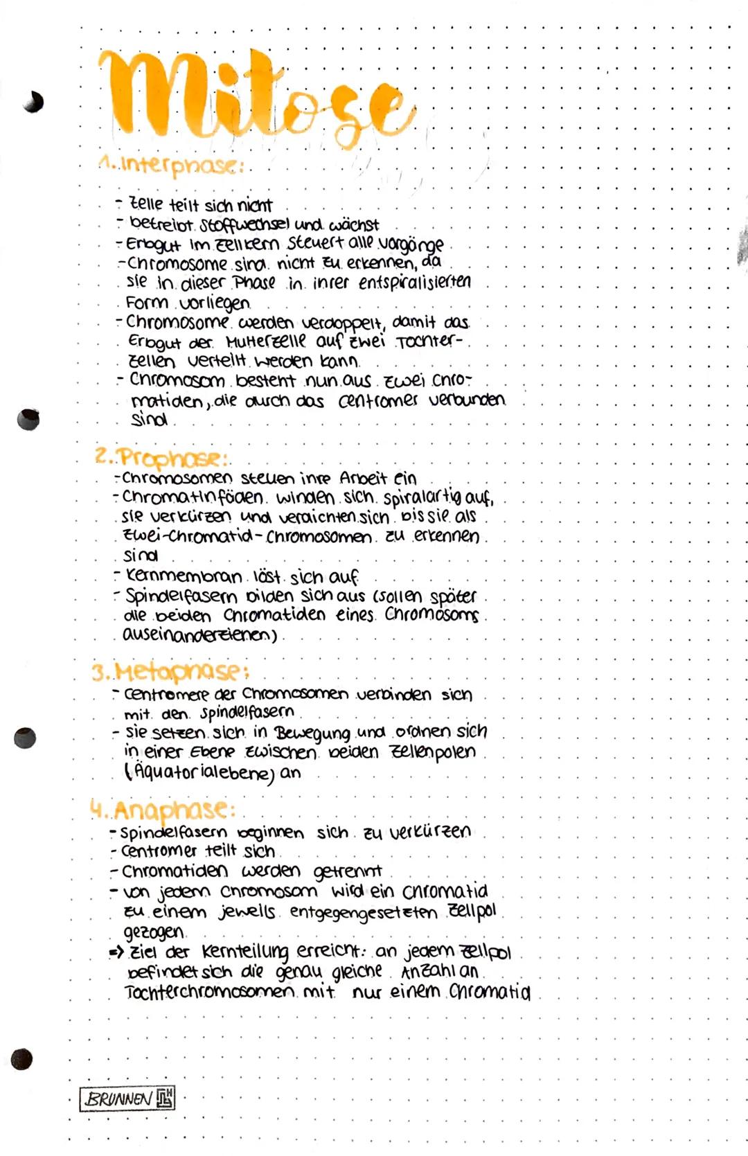 # Mitose
1.Interphase:
- Zelle teilt sich nicht
- betreibt. Stoffwechsel und wächst
-Erbgut im zellken steuert alle vorgänge
-Chromosome si