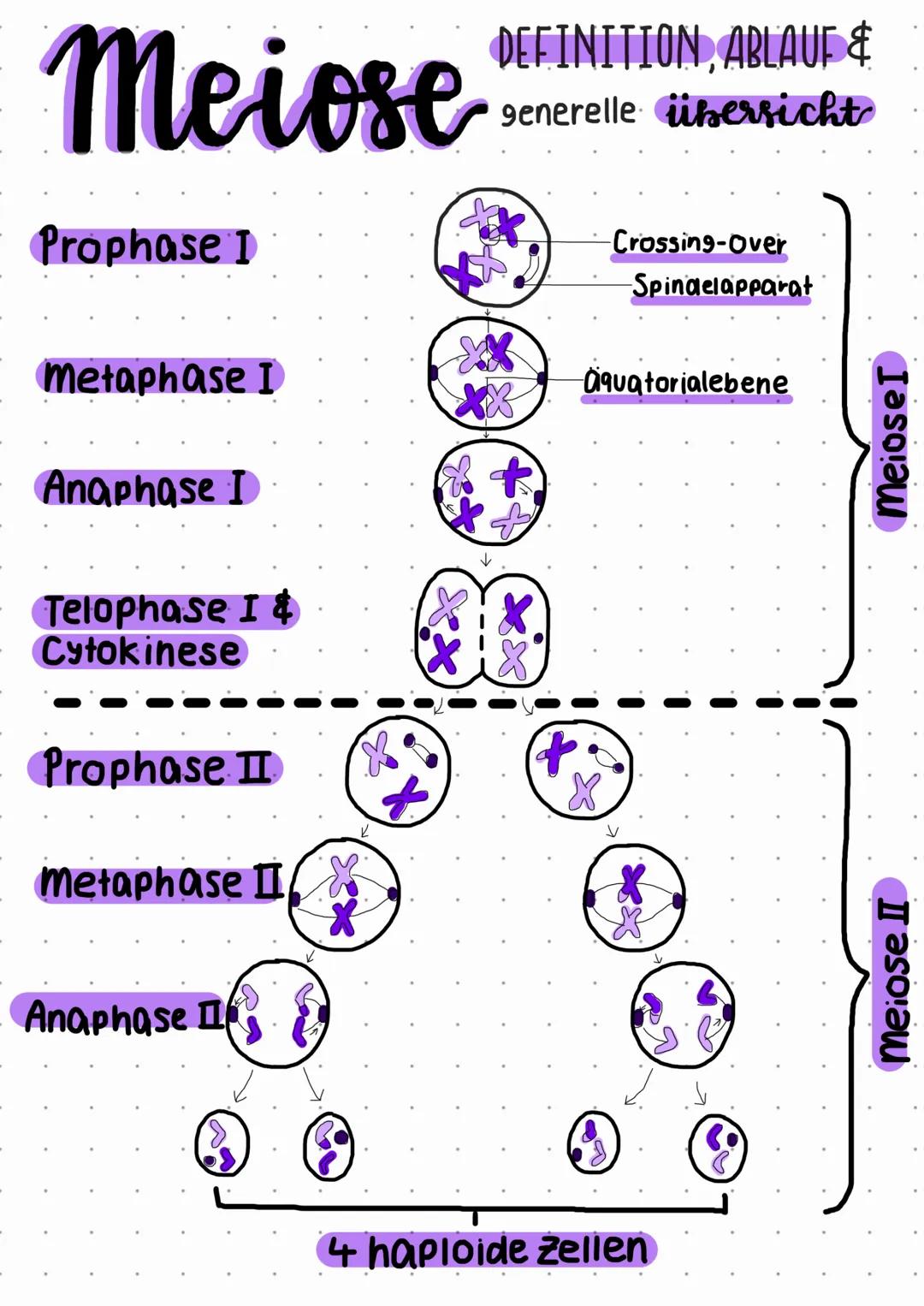 Meiose
DEFINITION, ABLAUF &
generelle übersicht
-Prophase I
Crossing-Over
Spindelapparat
Metaphase I
Äquatorialebene
- Anaphase I
- Telophas