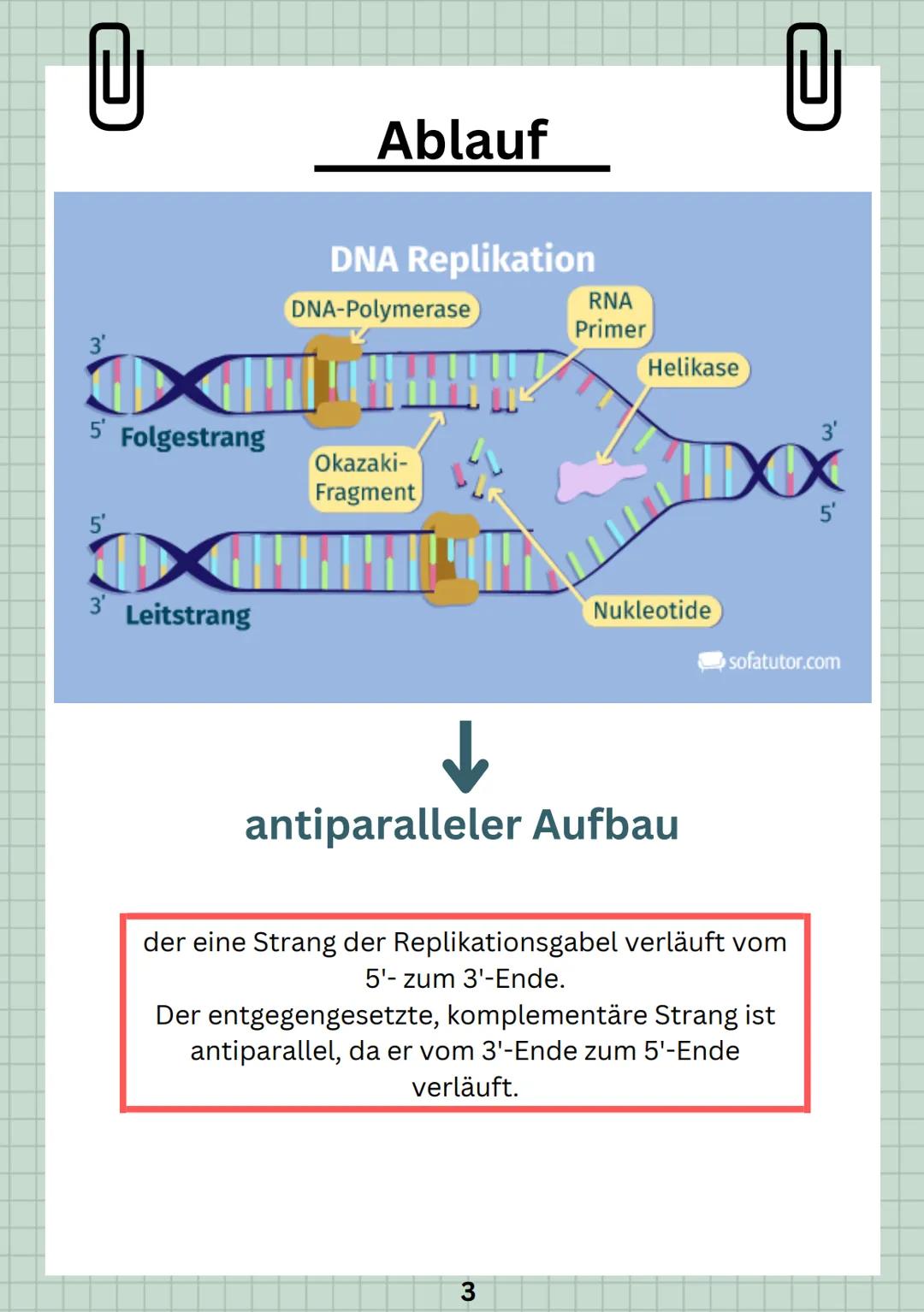 DNA-REPLIKATION
0
IDENTISCHE VERDOPPLUNG DER DNA
• Replikation = Voraussetzung der Zellteilung
• Unterschiede bei Pro- und Eukaryoten
• Erb
