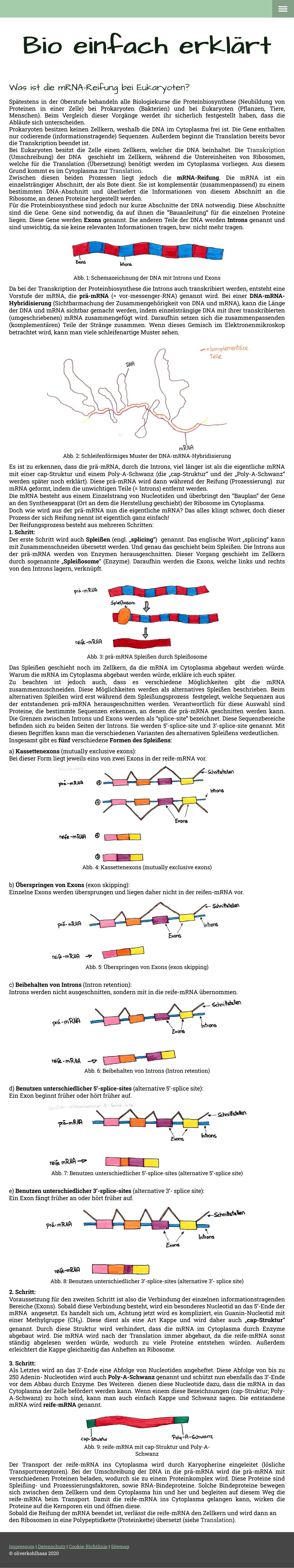 Proteinbiosynthese/Genexpression Eukaryoten 15 Punkte