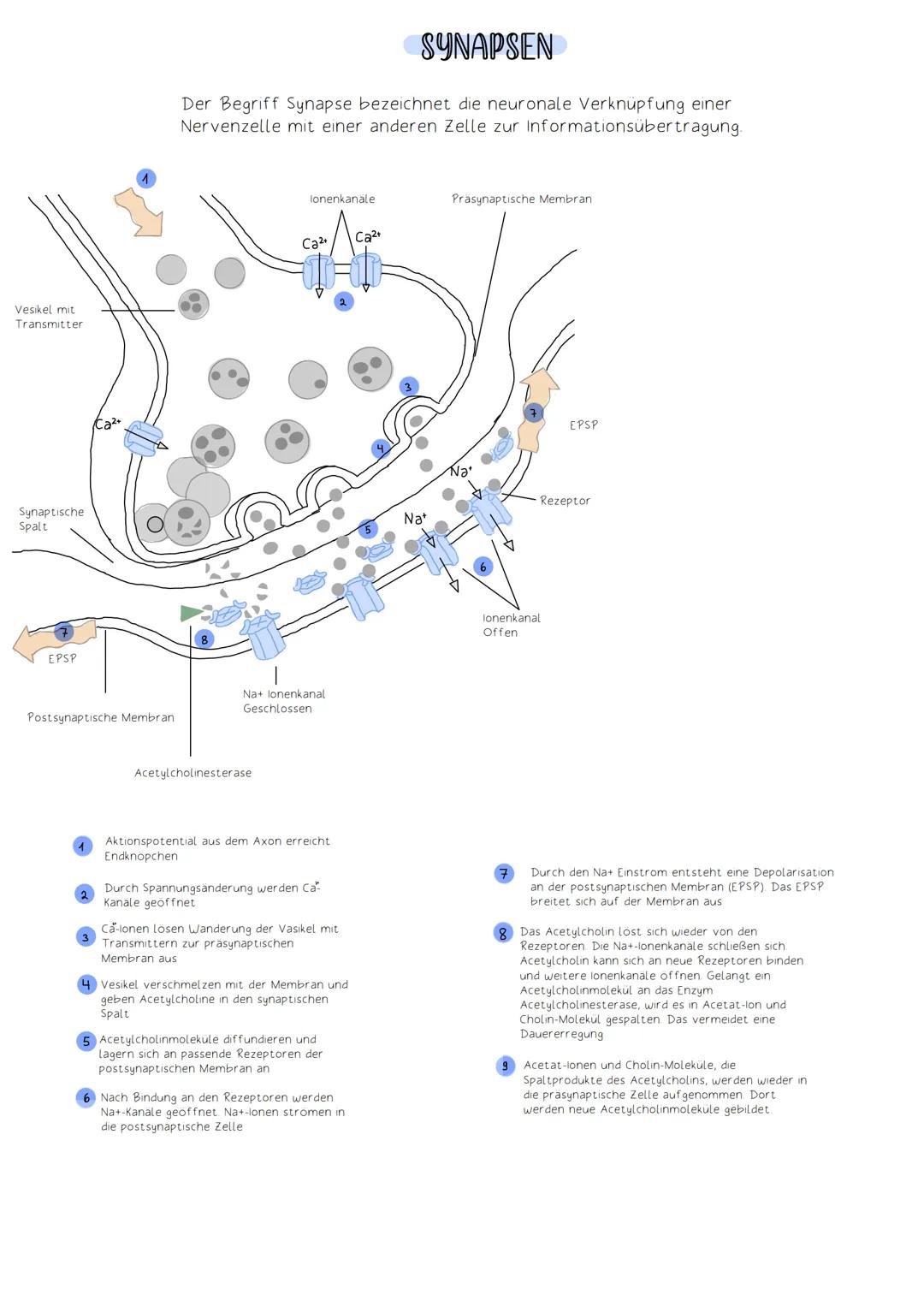 # SYNAPSEN
Der Begriff Synapse bezeichnet die neuronale Verknüpfung einer
Nervenzelle mit einer anderen Zelle zur Informationsübertragung.