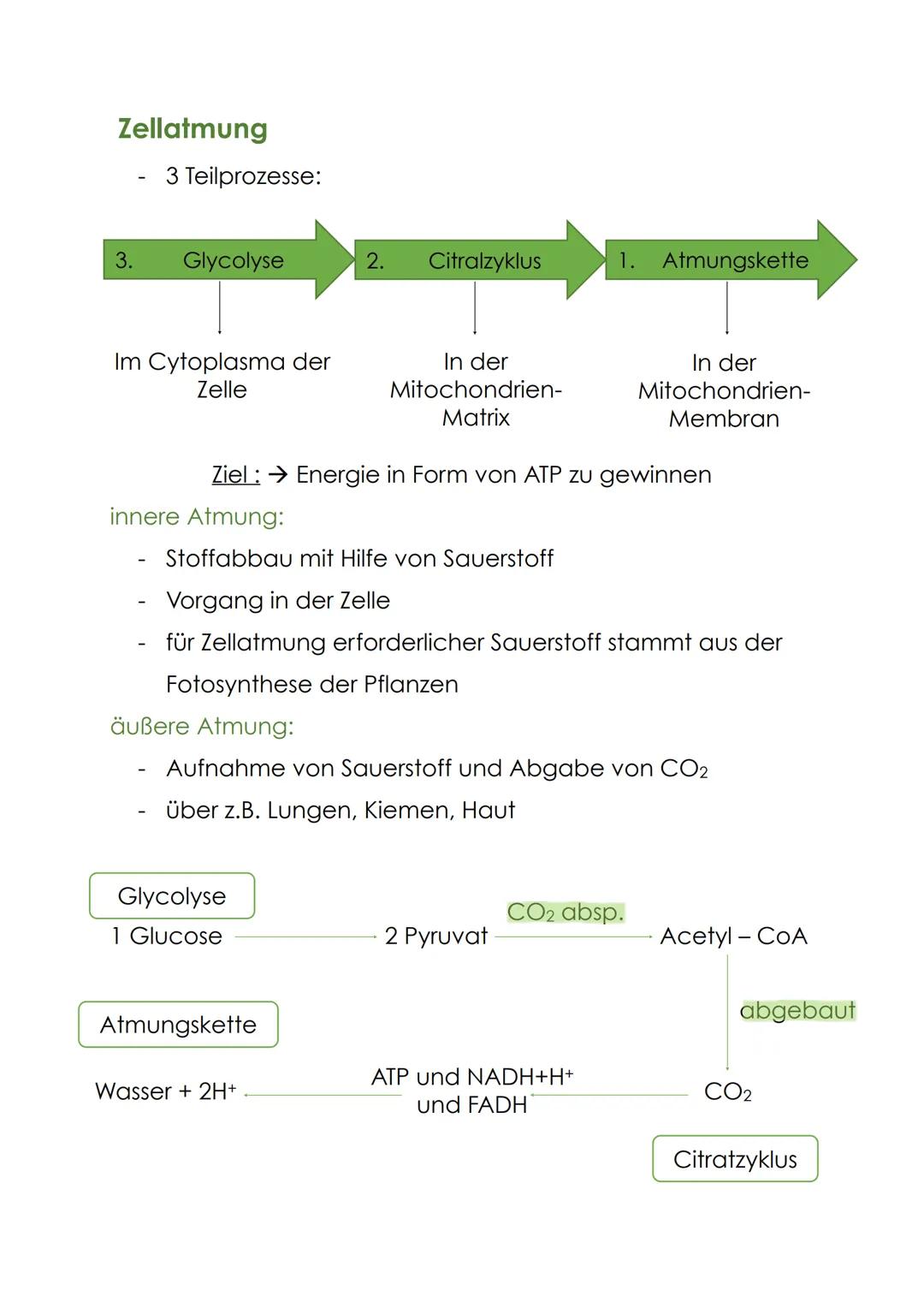 Zellatmung
- 3 Teilprozesse:
3. Glycolyse 2. Ciratzyklus 1. Atmungskette
Im Cytoplasma der
Zelle
In der
Mitochondrien-
Matrix
In der
Mi