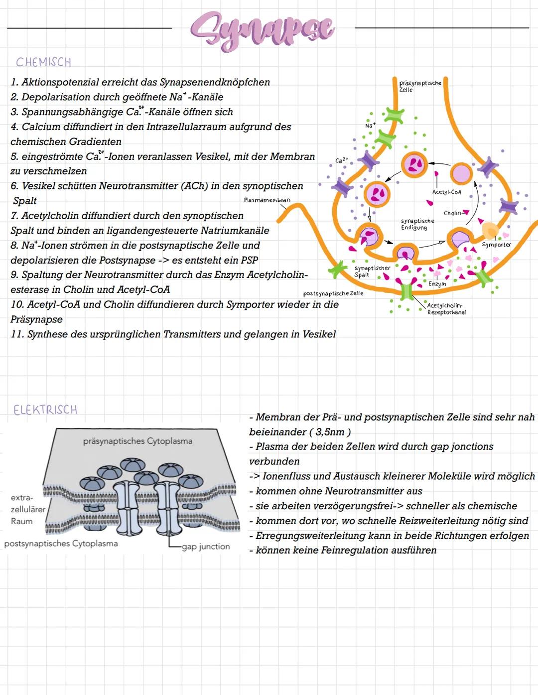CHEMISCH
1. Aktionspotenzial erreicht das Synapsenendknöpfchen
2. Depolarisation durch geöffnete Na* -Kanäle
3. Spannungsabhängige Ca.-Kanäl