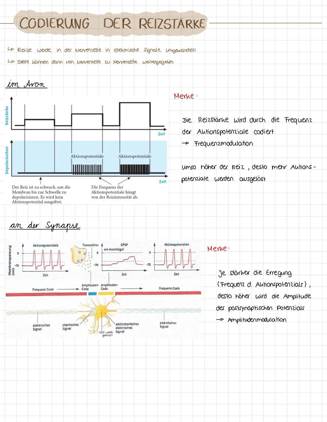 CHEMISCH
1. Aktionspotenzial erreicht das Synapsenendknöpfchen
2. Depolarisation durch geöffnete Na* -Kanäle
3. Spannungsabhängige Ca.-Kanäl
