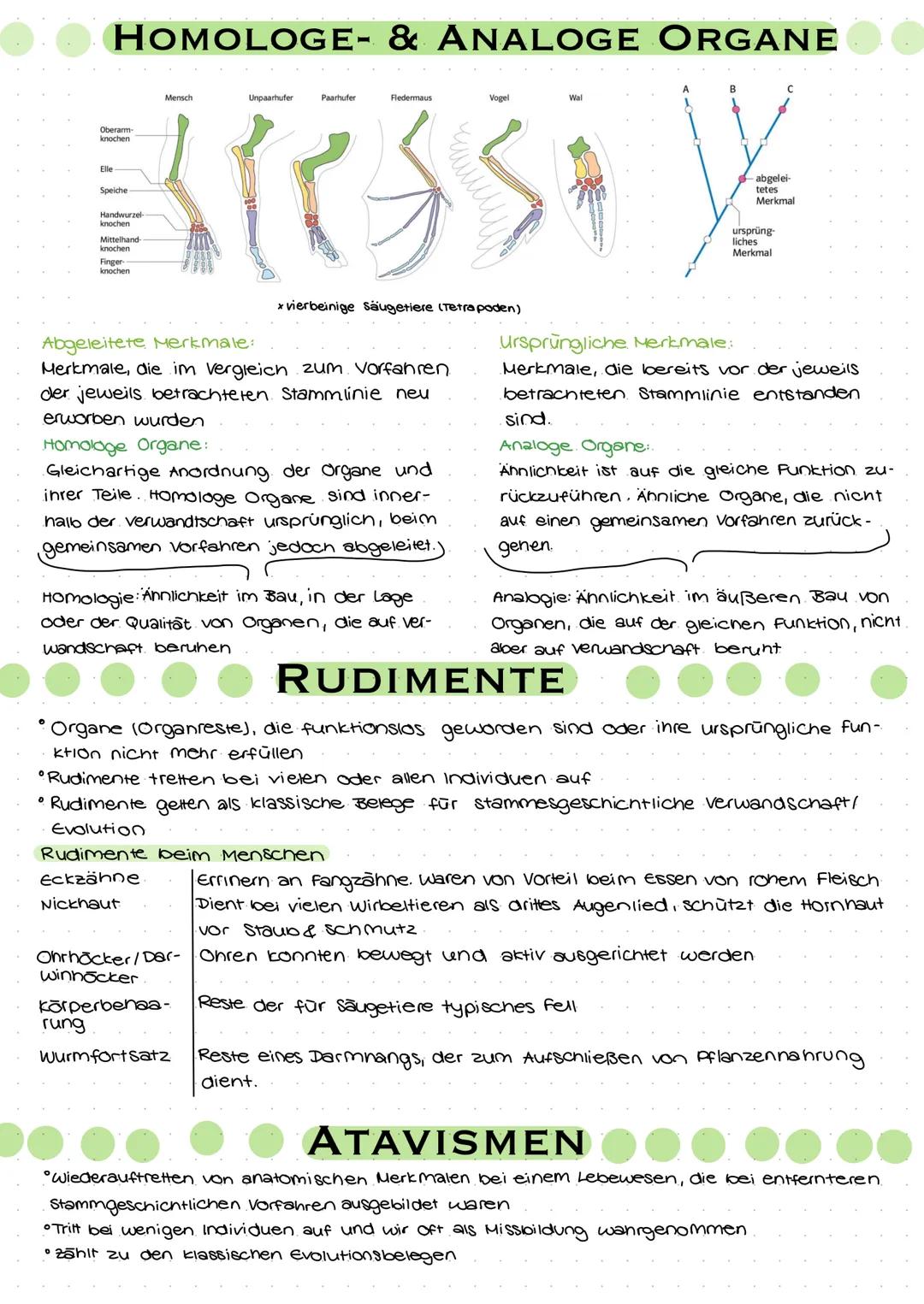 # HOMOLOGE- & ANALOGE ORGANE