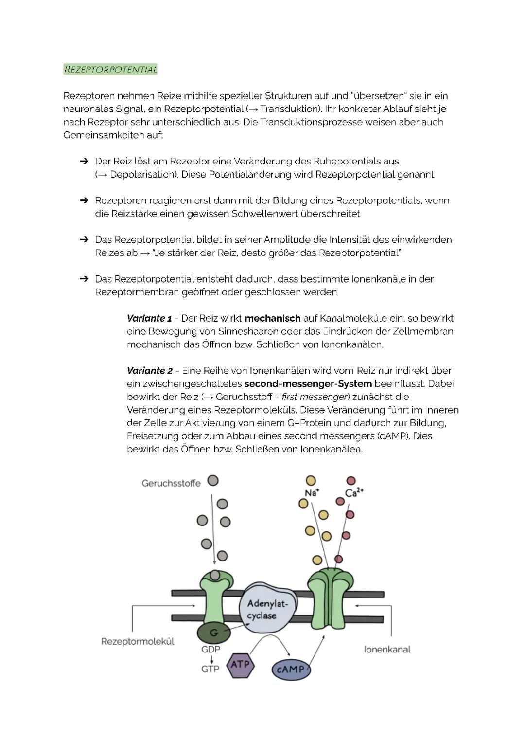 Neurobiologie - Rezeptorpotential