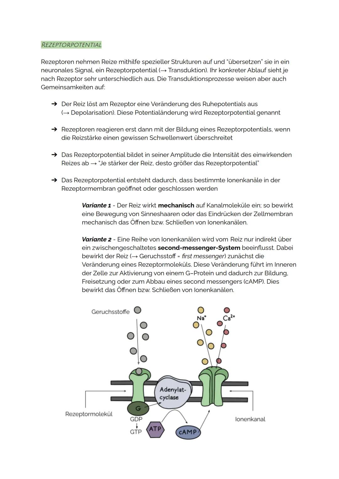 REZEPTORPOTENTIAL
Rezeptoren nehmen Reize mithilfe spezieller Strukturen auf und "übersetzen" sie in ein
neuronales Signal, ein Rezeptorpote