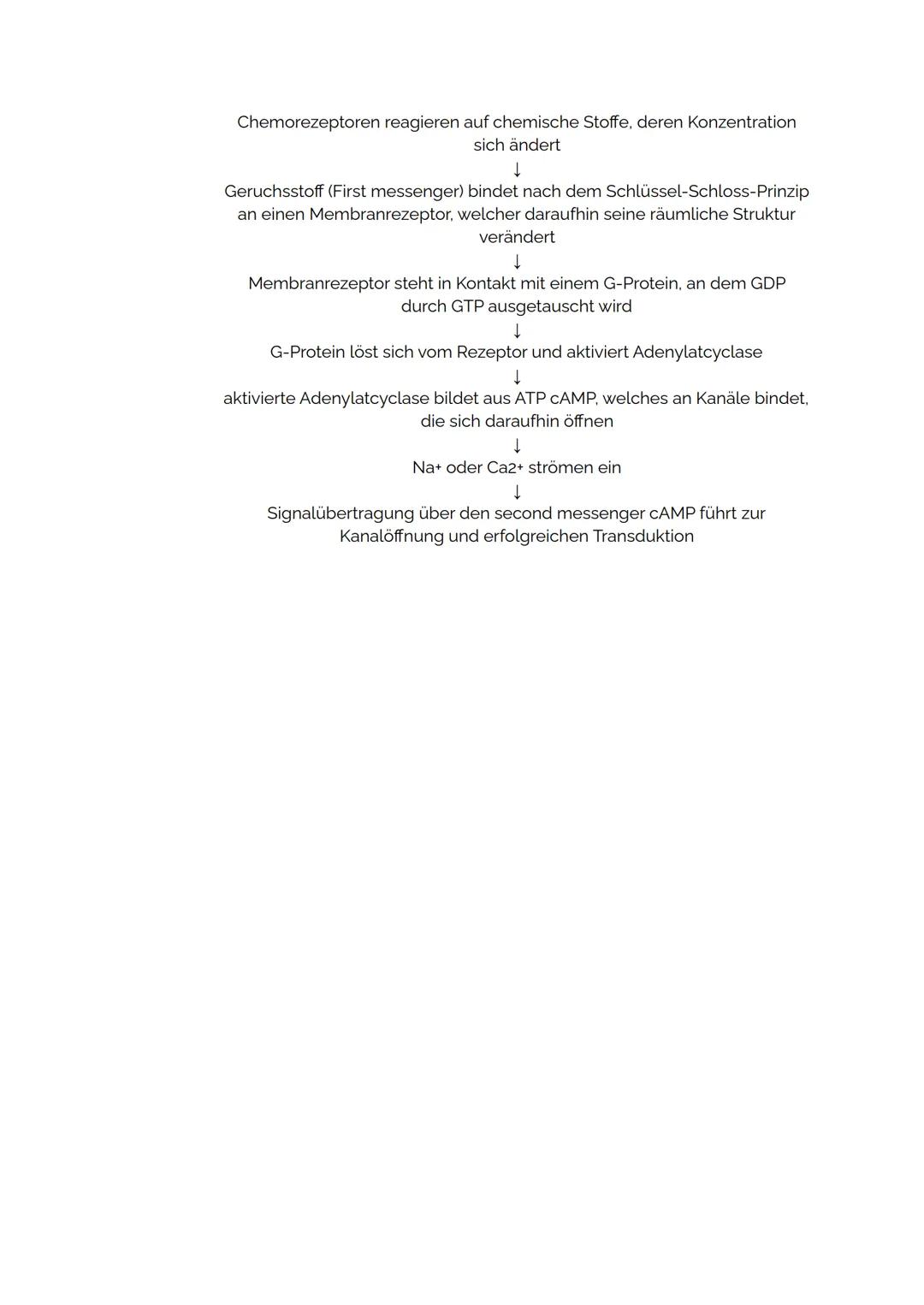 REZEPTORPOTENTIAL
Rezeptoren nehmen Reize mithilfe spezieller Strukturen auf und "übersetzen" sie in ein
neuronales Signal, ein Rezeptorpote