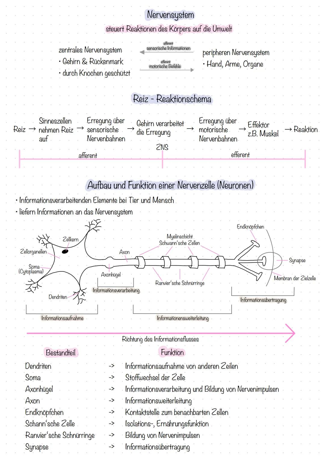 Sinneszellen
Reiz nehmen Reiz
auf
Zellorganellen
Soma
(Cytoplasma)
zentrales Nervensystem
• Gehirn & Rückenmark
durch Knochen geschützt
Dend