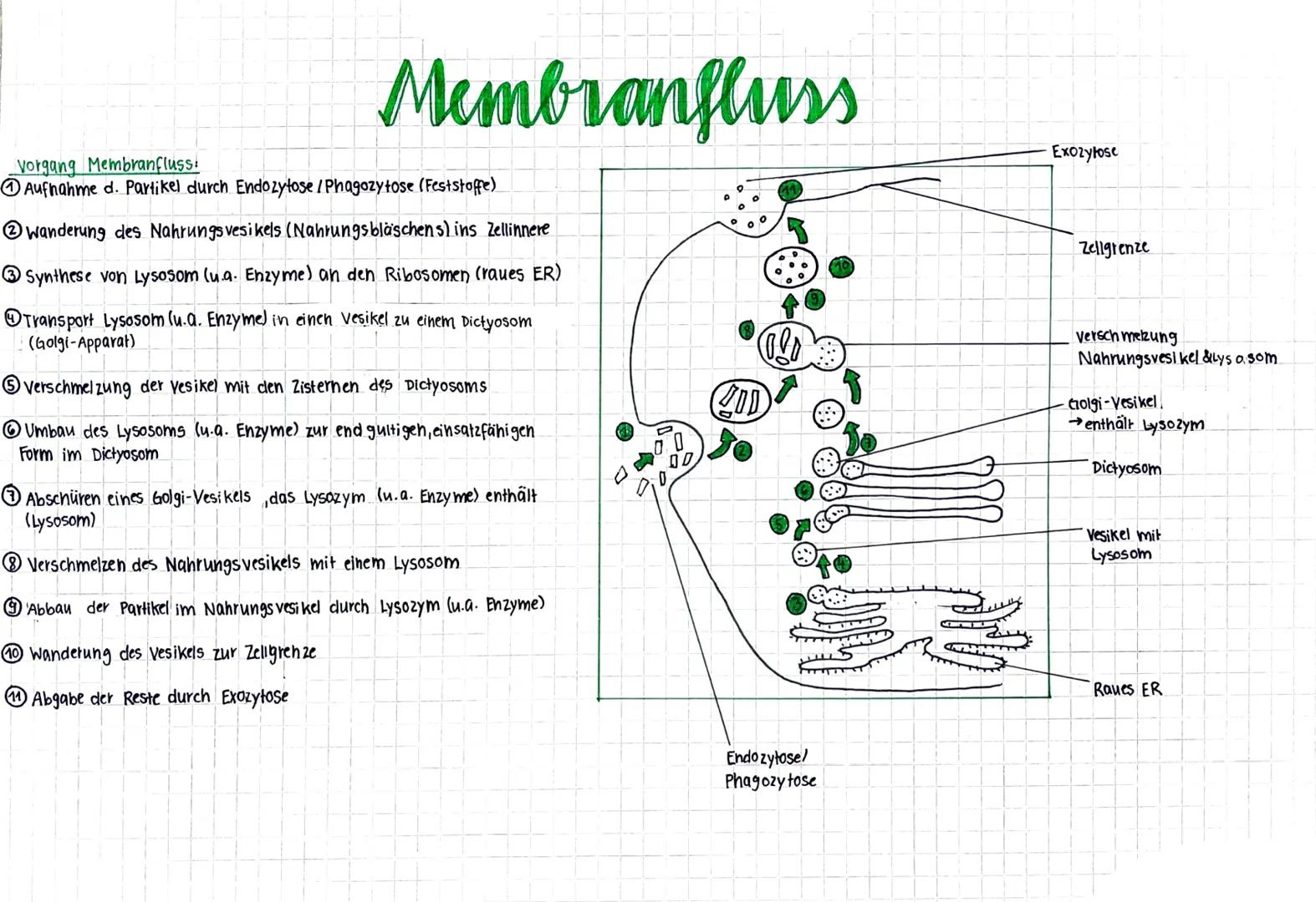 Membranfluss
Vorgang Membranfluss:
Aufnahme d. Partikel durch Endozytose / Phagozytose (Feststoffe)
Wanderung des Nahrungs vesikels (Nahrung