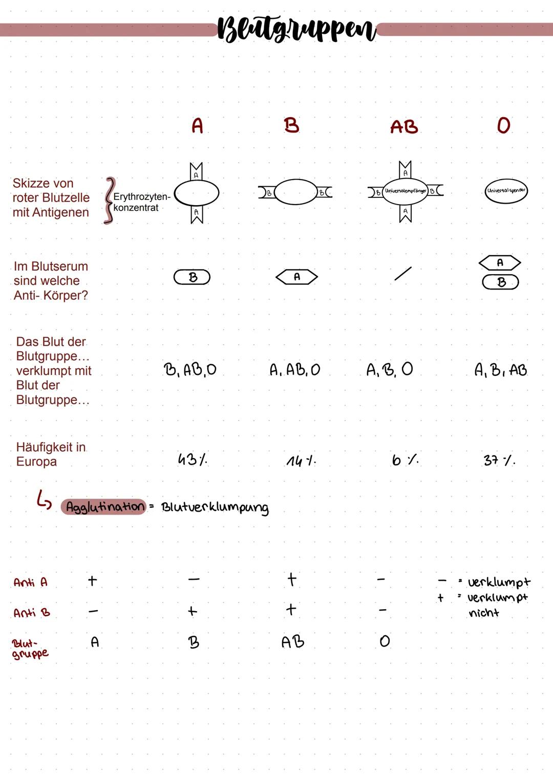 # Blutgruppen
Skizze von
roter Blutzelle
mit Antigenen
Im Blutserum
sind welche
Anti- Körper?
Das Blut der
Blutgruppe...
verklumpt mit
Bl
