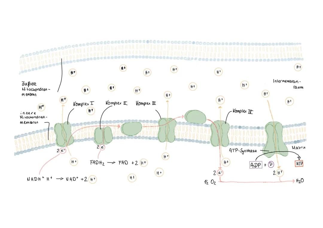 Stoffwechselbiologie - Atmungskette