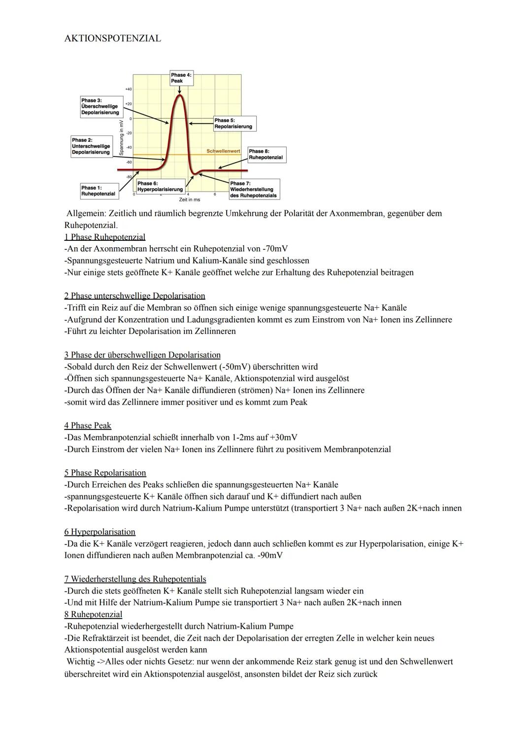 # AKTIONSPOTENZIAL
Phase 3:
Überschwellige
Depolarisierung
Phase 4:
Peak
Phase 5:
Repolarisierung
Phase 2:
Unterschwellige
Depolarisieru