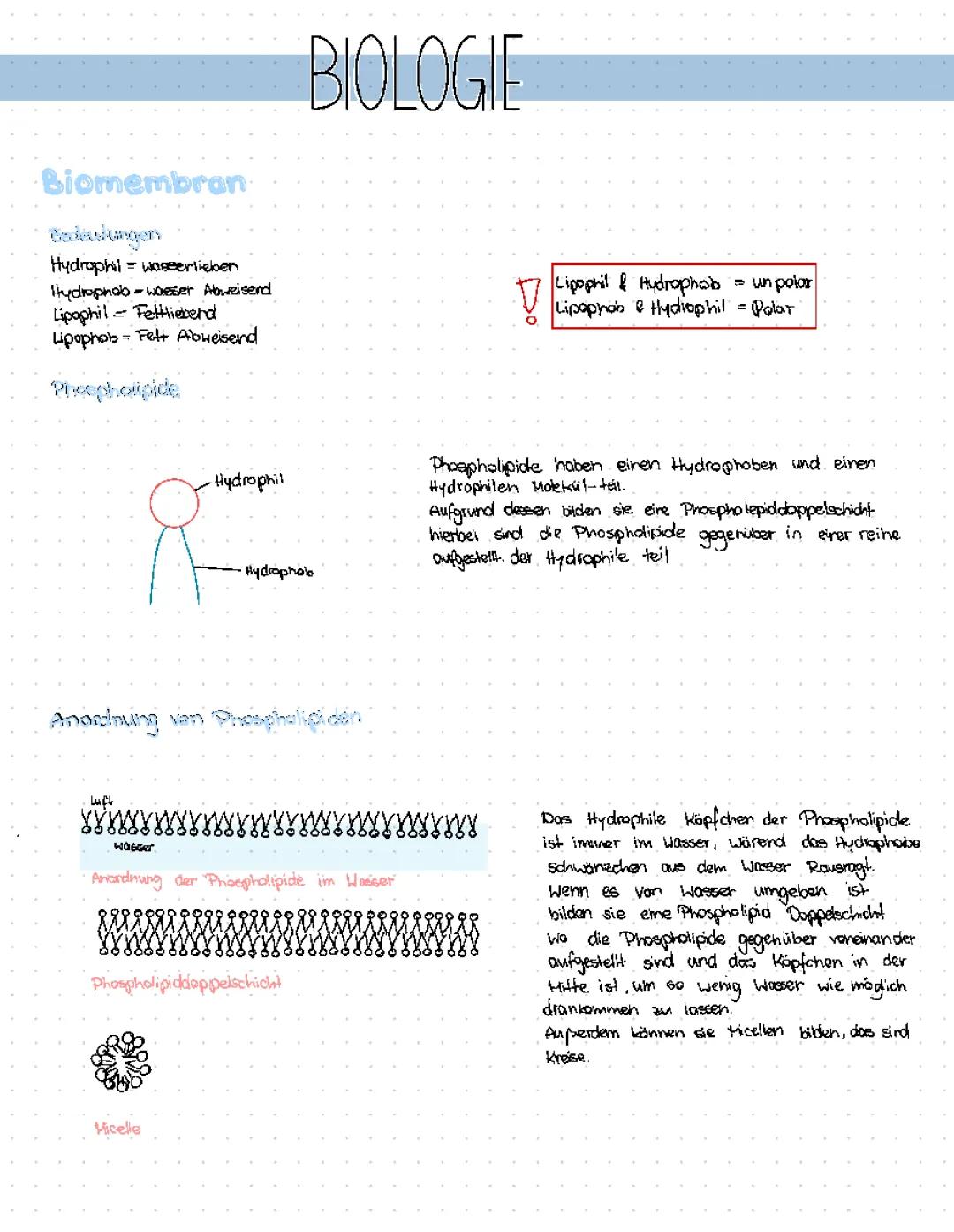 Biomembram & Phospholipide
