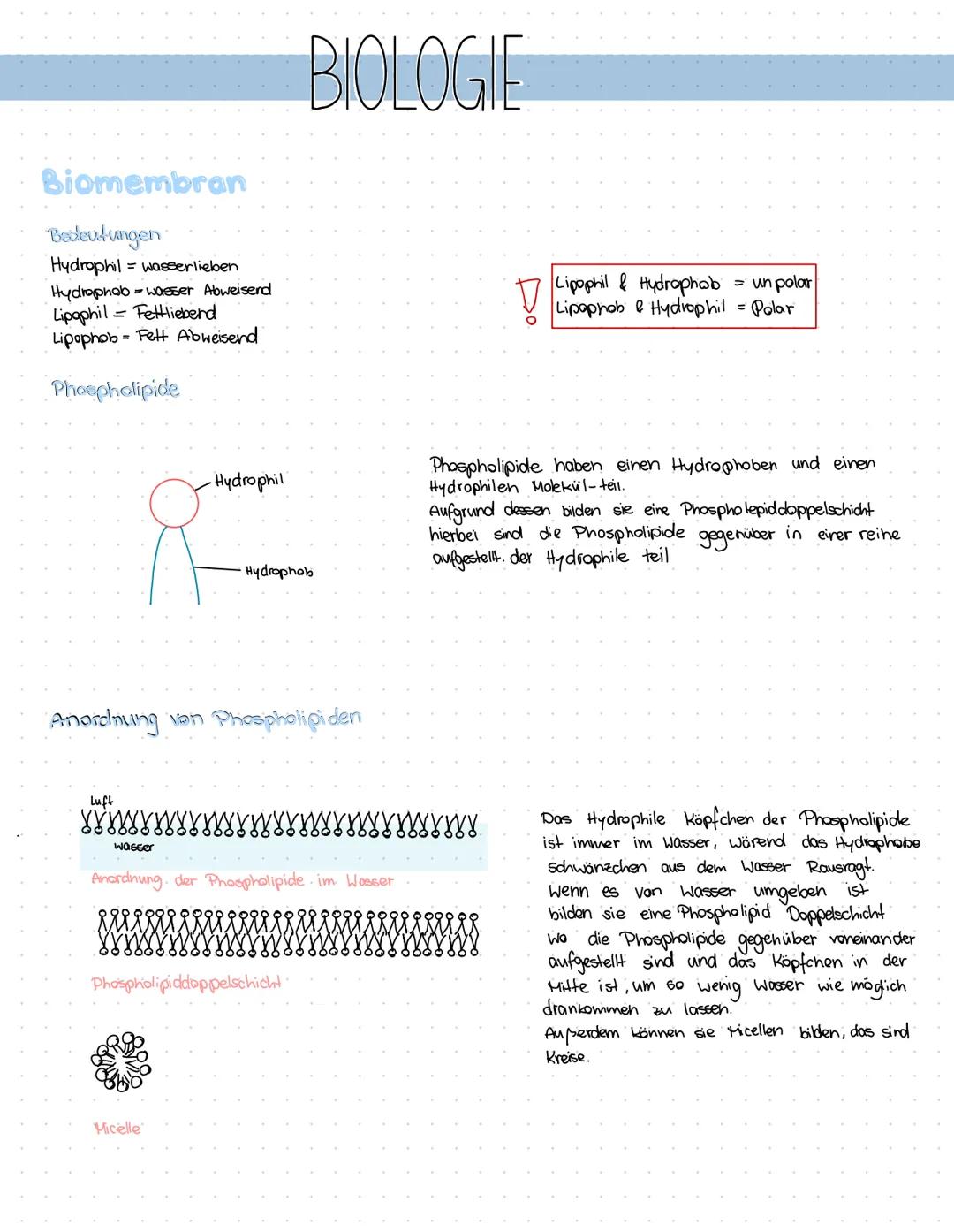 Biomembran
Bedeutungen
Hydrophil = wasserlieben
Hydrophob - wasser Abweisend
Lipophil = Fettliebend
Lipophob = Fett Abweisend
Phospholipide