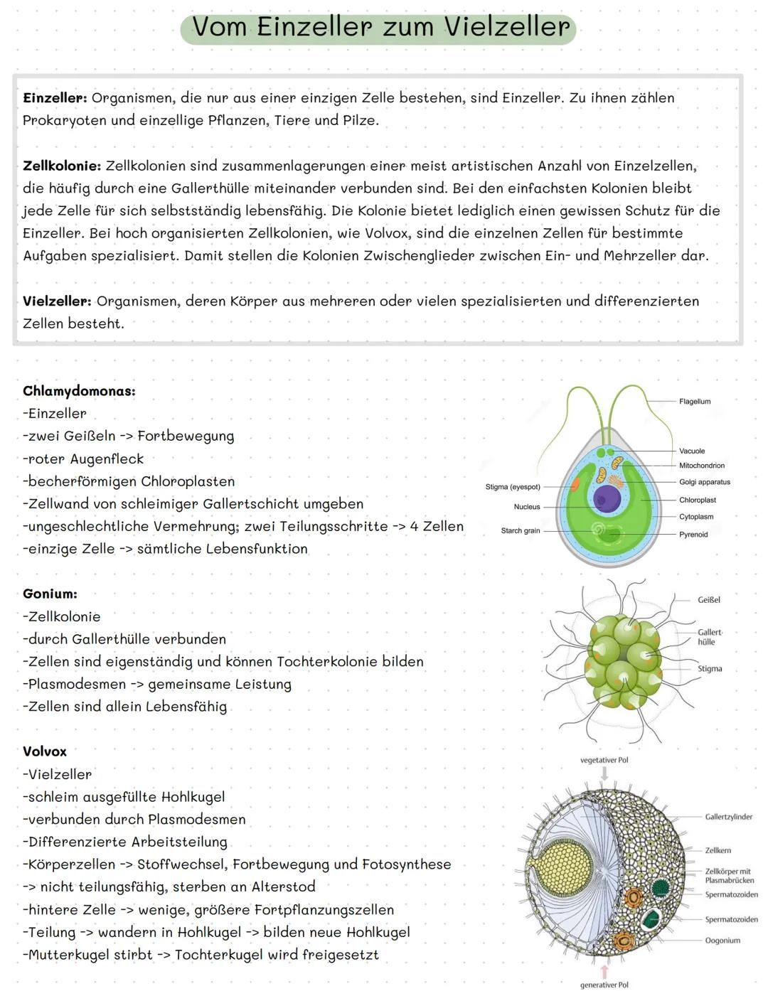 Vom Einzeller zum Vielzeller
Einzeller: Organismen, die nur aus einer einzigen Zelle bestehen, sind Einzeller. Zu ihnen zählen
Prokaryoten u