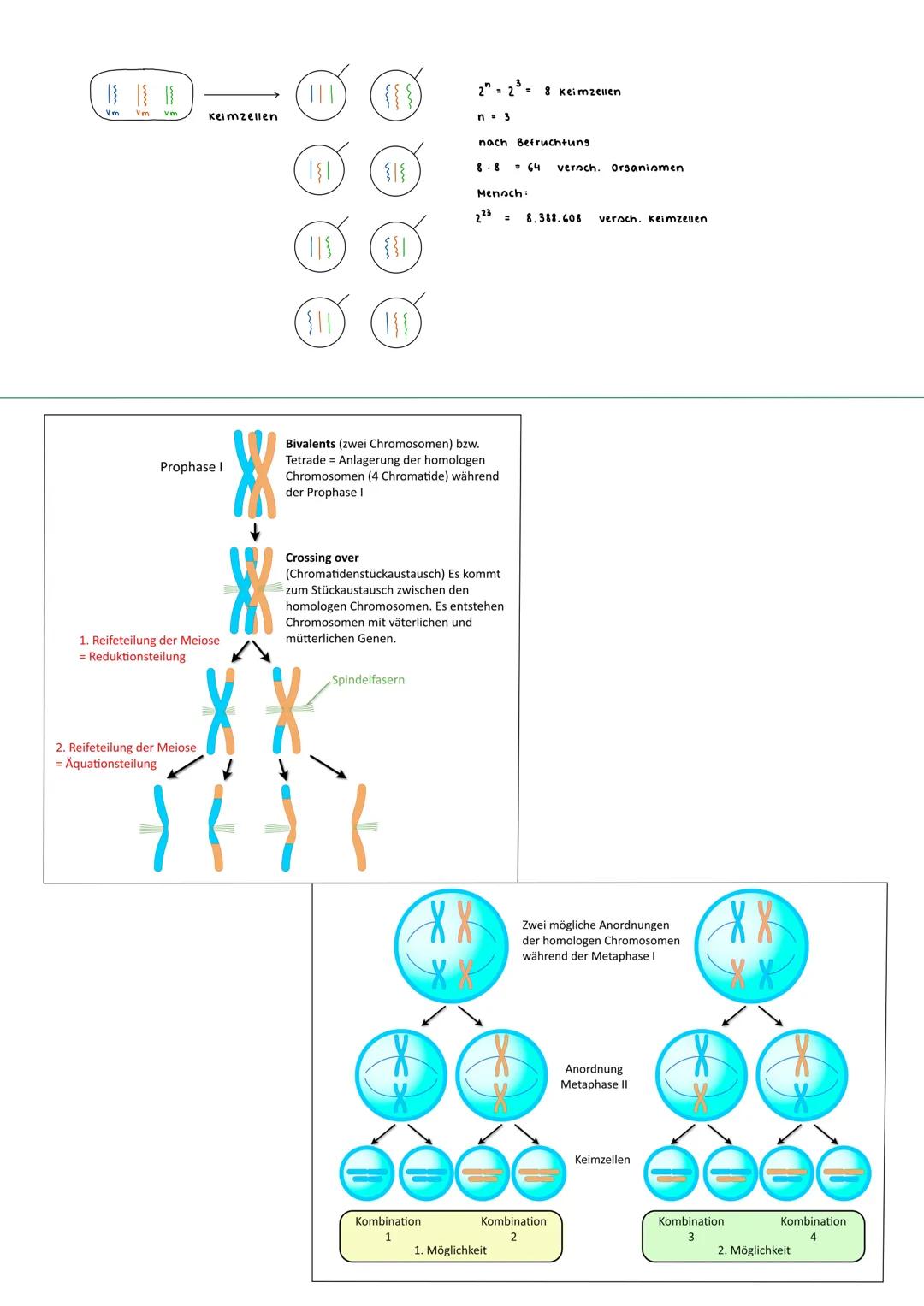 Genetinche Variabilität
= unterschiedlichkeit von Individien
bezeichnet, soweit sie auf Unterschiede
Erbanlagen (dem Genom / Genotyp) und so