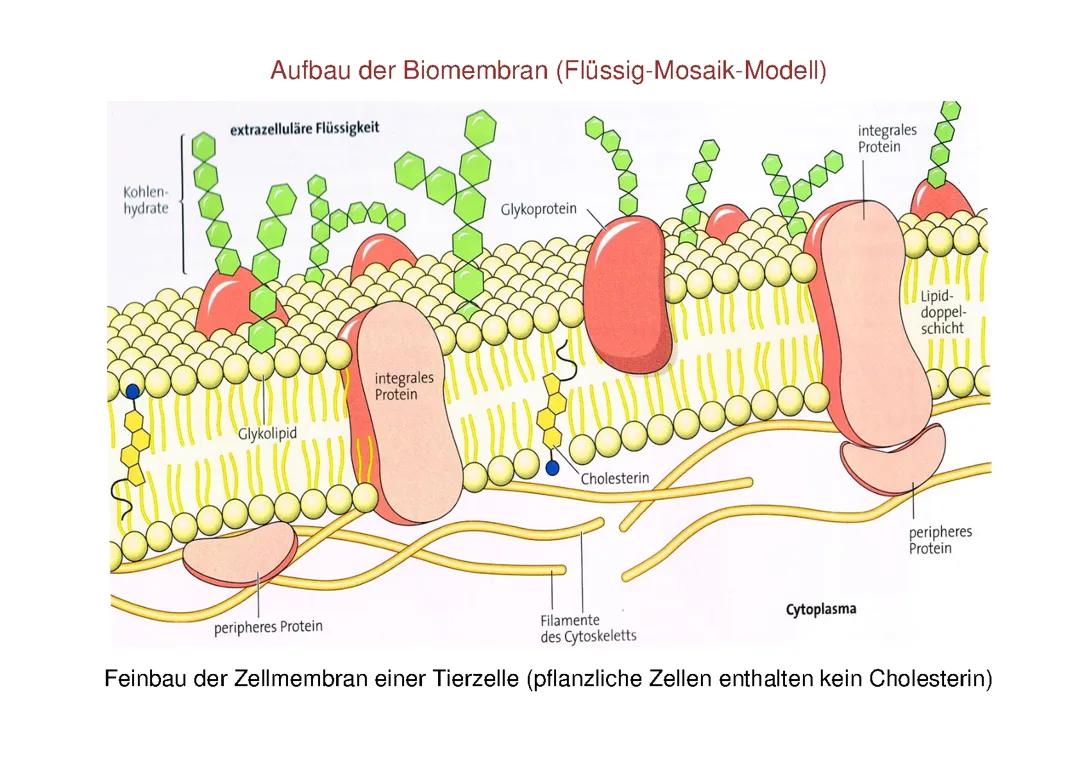 Aufbau der Biomembran