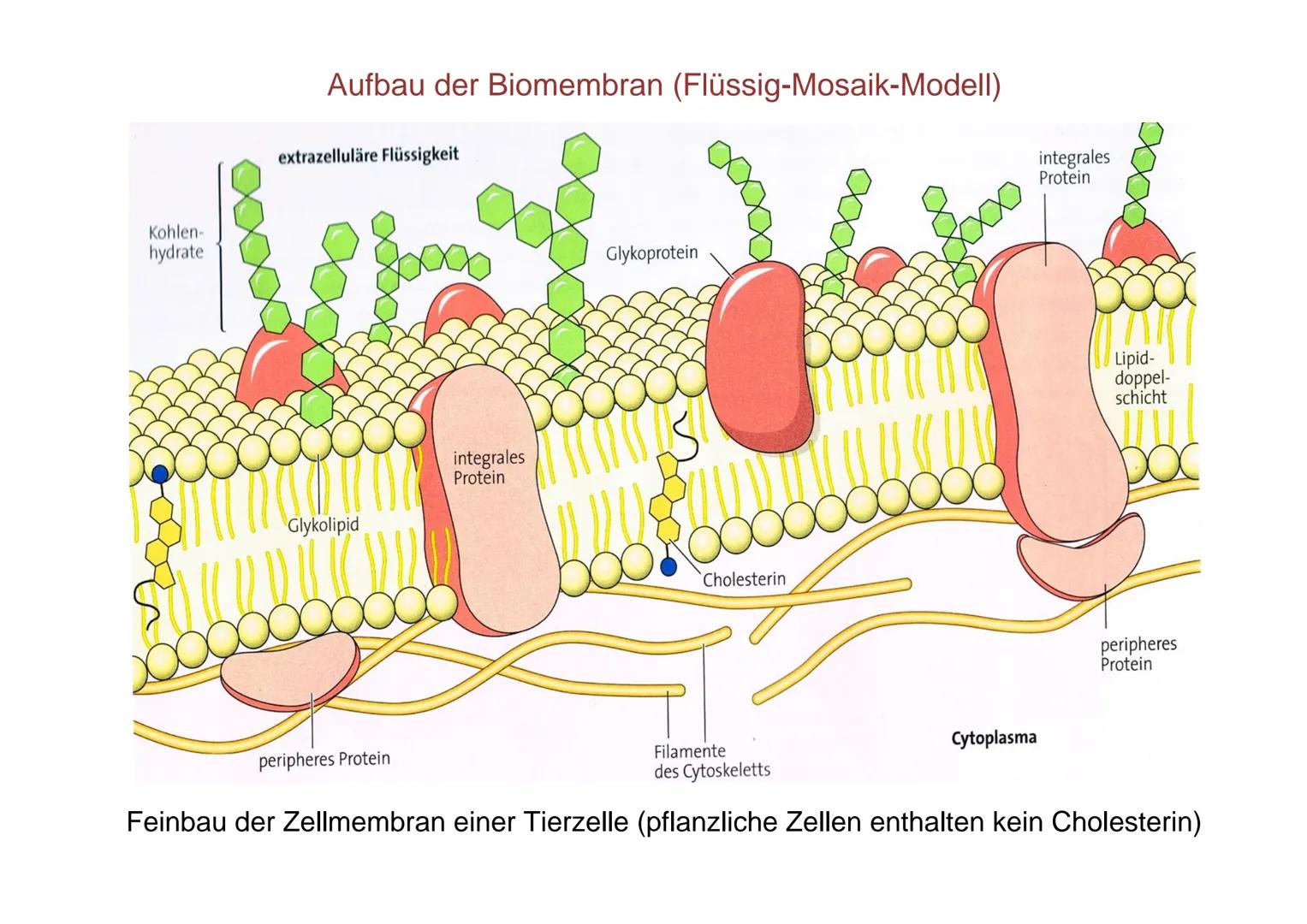 Kohlen-
hydrate
Aufbau der Biomembran (Flüssig-Mosaik-Modell)
extrazelluläre Flüssigkeit
Glykolipid
integrales
Protein
peripheres Protein
Gl