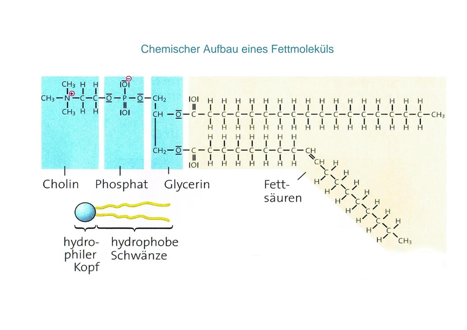 Kohlen-
hydrate
Aufbau der Biomembran (Flüssig-Mosaik-Modell)
extrazelluläre Flüssigkeit
Glykolipid
integrales
Protein
peripheres Protein
Gl