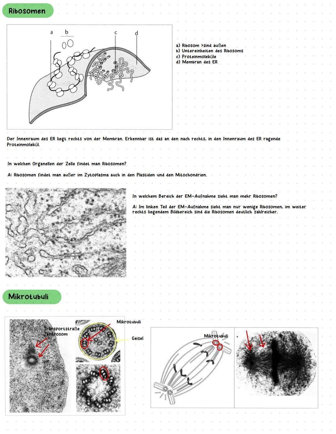 Zellkern
4
Mitochondrien
Jenerseits einer bestimmten Grenze kann die Vergrößerung des Zellkerns
nicht mehr zu einer Vergrößerung des Zellvol