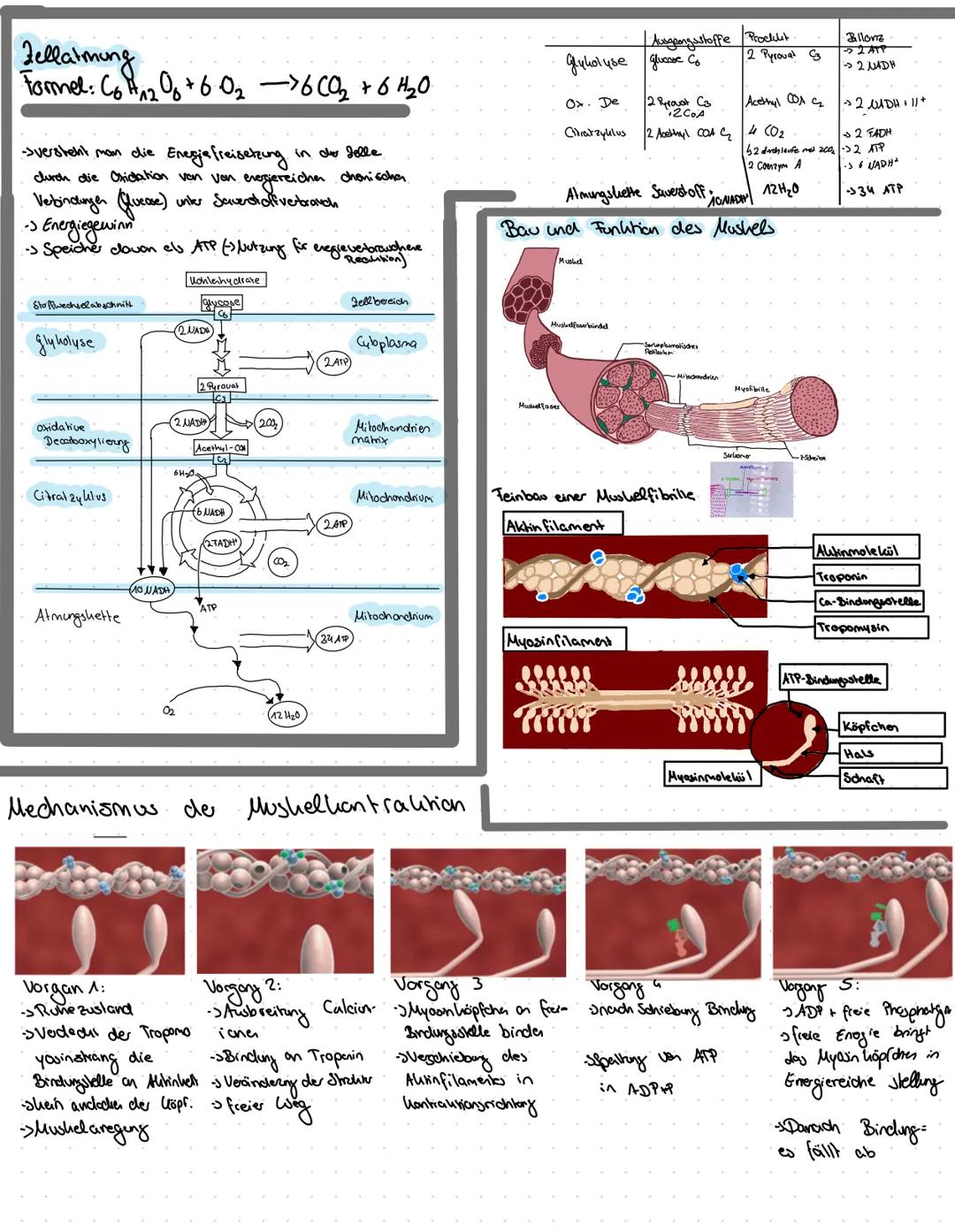 # ENZYMATIK
Struktur eines Proteins
bestchen aus 20 veroch. Aminosäoren die über Peptidbindungen au langa Kelter Polypeptiden
HO
$H_3N-C