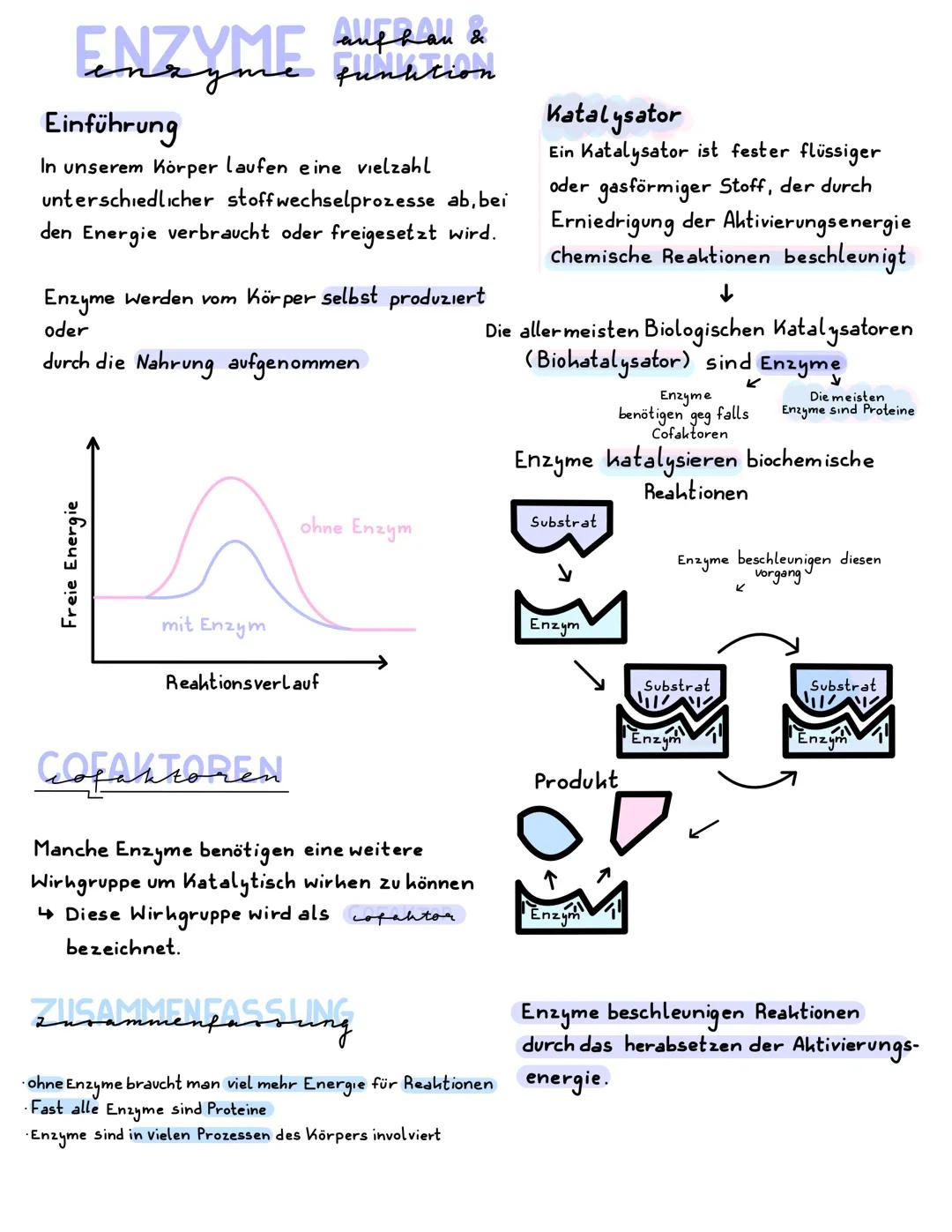 # aufhan &
enzyme funktion
Einführung
In unserem Körper laufen eine vielzahl
unterschiedlicher stoffwechselprozesse ab, bei
den Energie ve