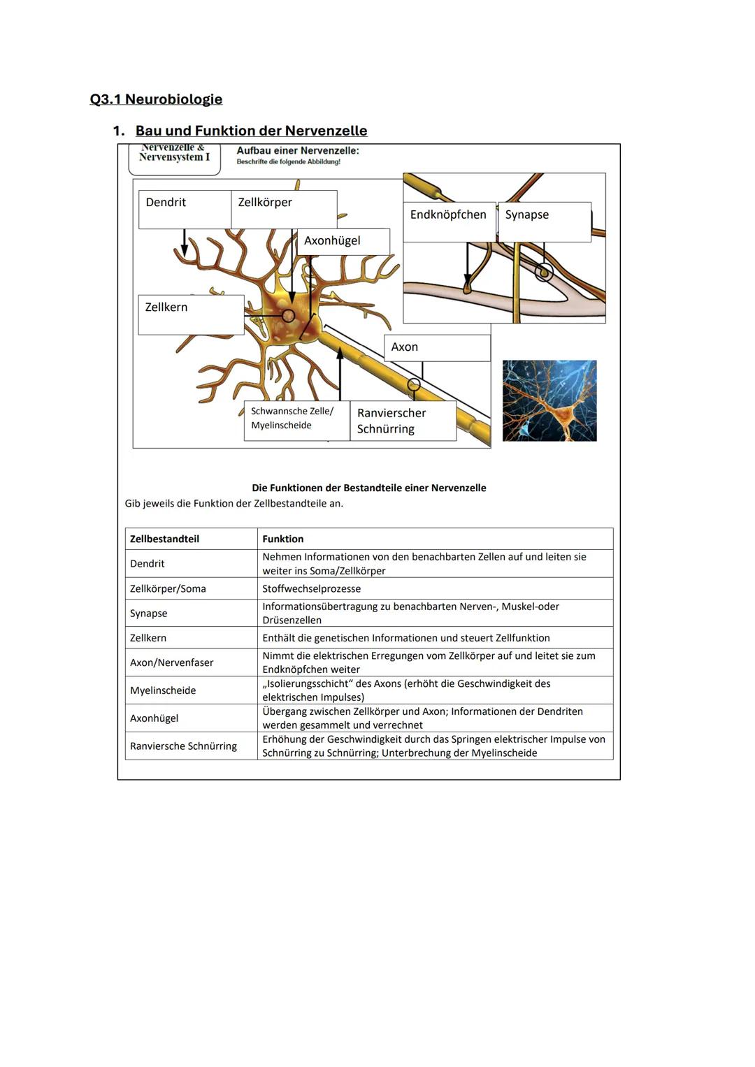 Neurobiologie Q3 Hessen