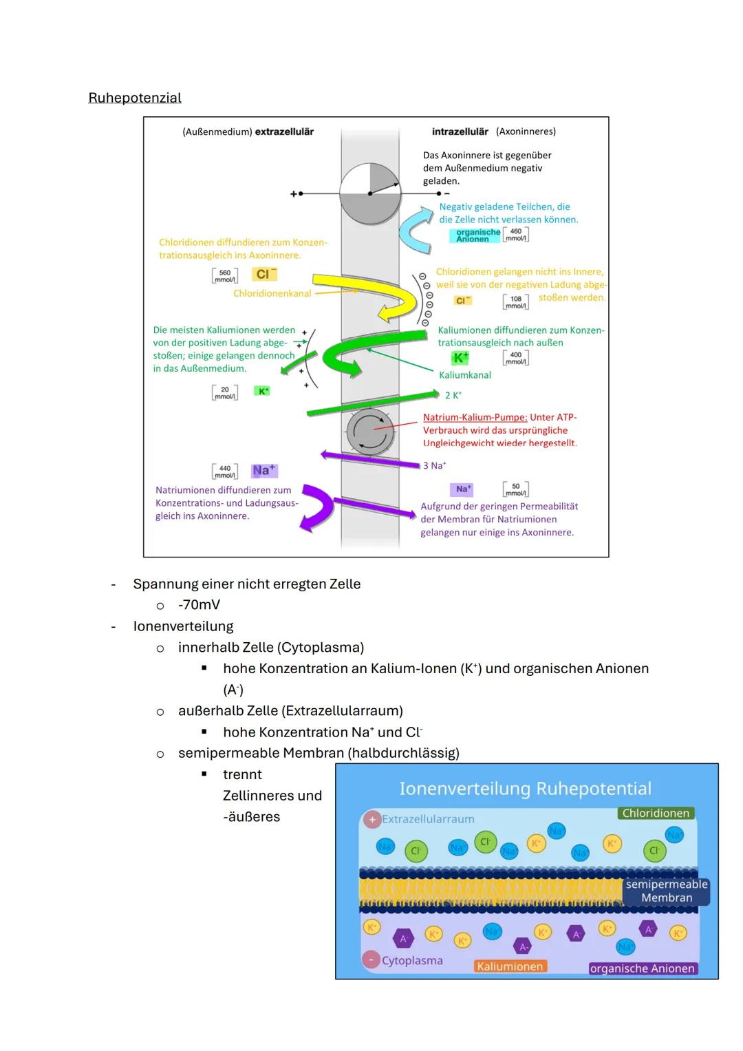 Q3.1 Neurobiologie
1. Bau und Funktion der Nervenzelle
Nervenzelle &
Nervensystem I
Aufbau einer Nervenzelle:
Beschrifte die folgende Abbild