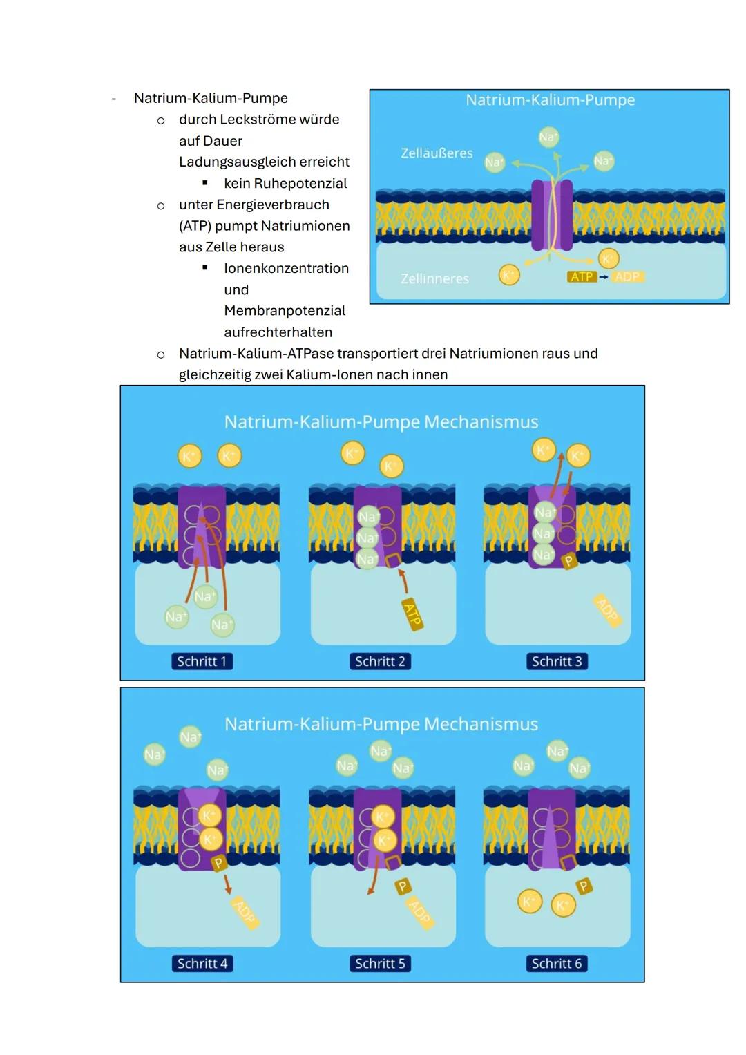 Q3.1 Neurobiologie
1. Bau und Funktion der Nervenzelle
Nervenzelle &
Nervensystem I
Aufbau einer Nervenzelle:
Beschrifte die folgende Abbild