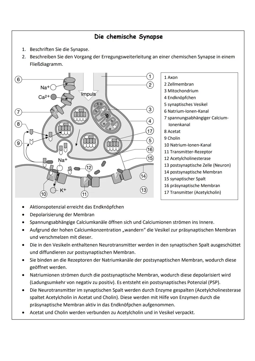 Q3.1 Neurobiologie
1. Bau und Funktion der Nervenzelle
Nervenzelle &
Nervensystem I
Aufbau einer Nervenzelle:
Beschrifte die folgende Abbild