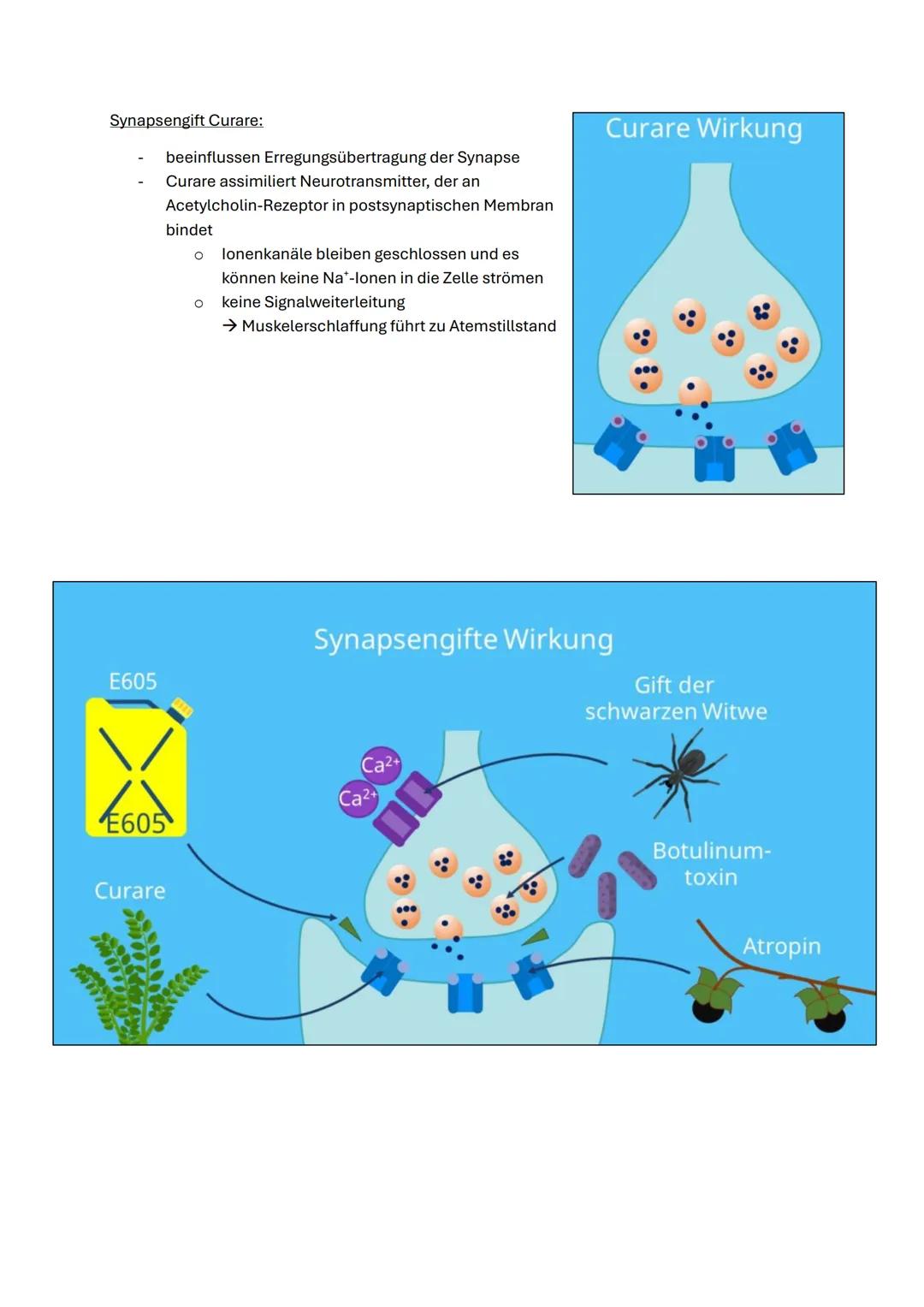 Q3.1 Neurobiologie
1. Bau und Funktion der Nervenzelle
Nervenzelle &
Nervensystem I
Aufbau einer Nervenzelle:
Beschrifte die folgende Abbild