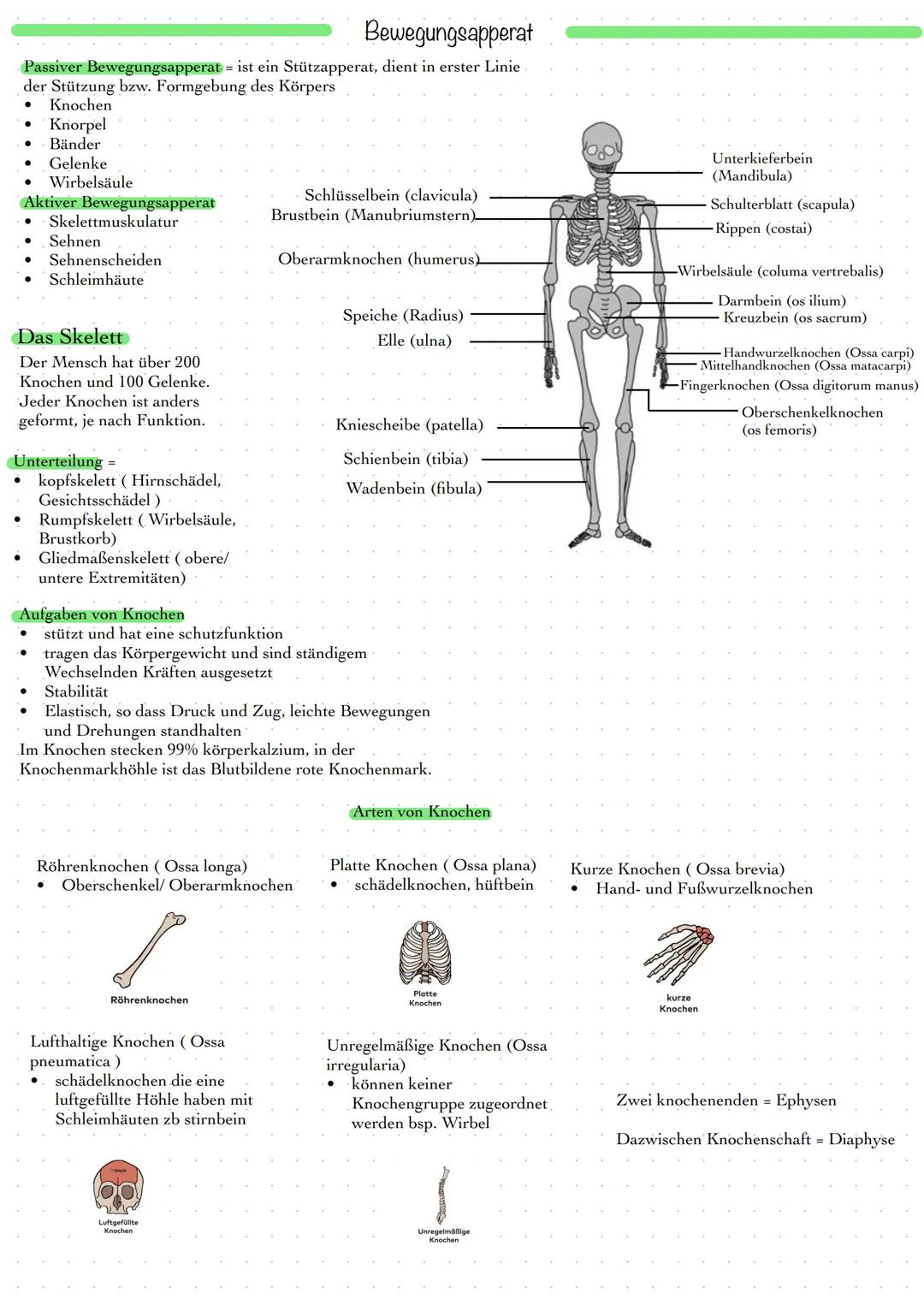 # Bewegungsapperat
Passiver Bewegungsapperat = ist ein Stützapperat, dient in erster Linie
der Stützung bzw. Formgebung des Körpers
- Knoch
