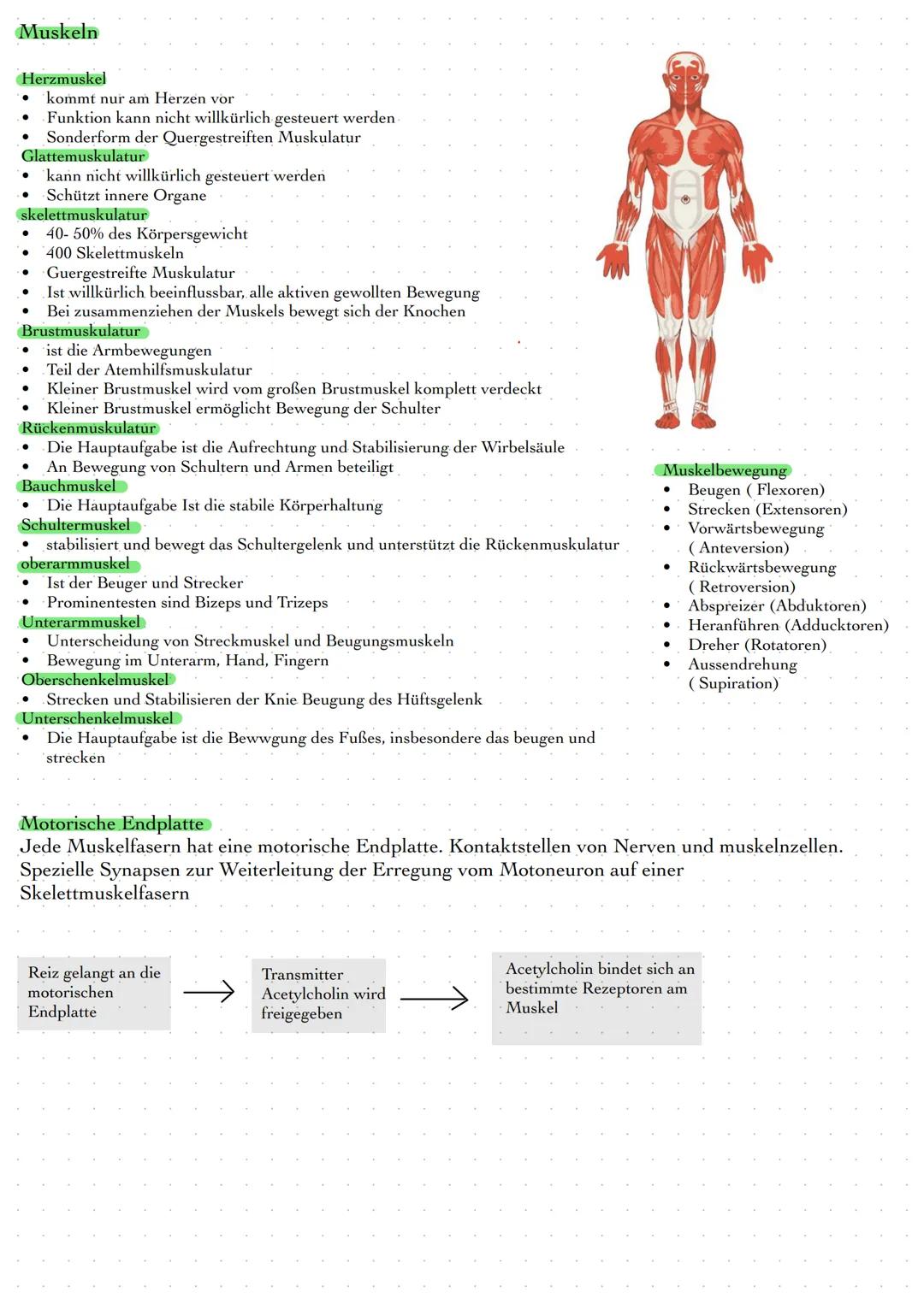 # Bewegungsapperat
Passiver Bewegungsapperat = ist ein Stützapperat, dient in erster Linie
der Stützung bzw. Formgebung des Körpers
- Knoch