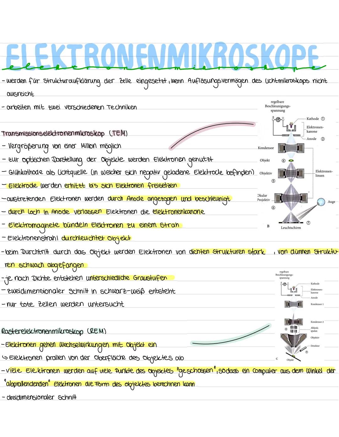ELEKTRONENMIKROSKOPE
- werden für Strukturaufklärung der Zelle eingesetzt,
-, wenn Auflösungsvermögen des uchtmikroskops nicht
ausreicht
- a