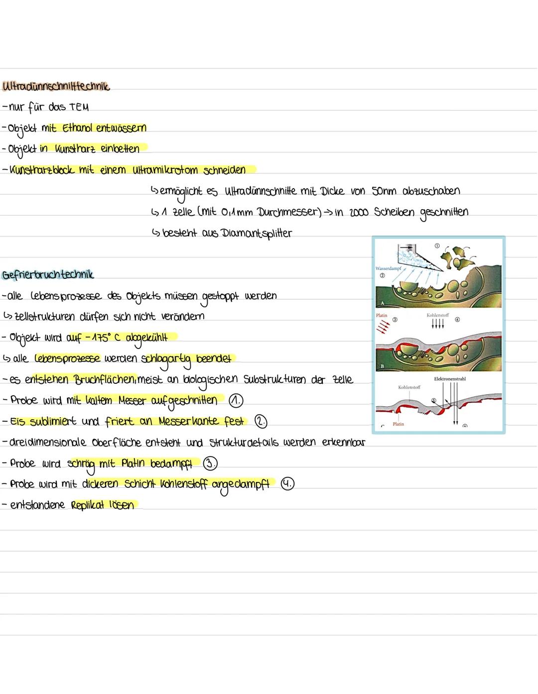 ELEKTRONENMIKROSKOPE
- werden für Strukturaufklärung der Zelle eingesetzt,
-, wenn Auflösungsvermögen des uchtmikroskops nicht
ausreicht
- a