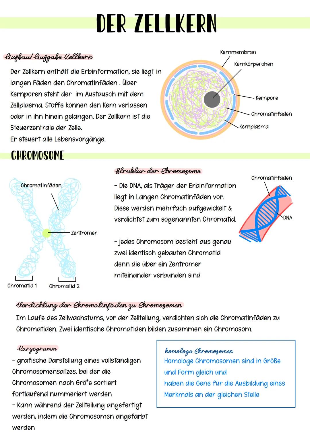 Aufbaul Aufgabe Zellkern
Der Zellkern enthält die Erbinformation, sie liegt in
langen Fäden den Chromatinfäden. Über
Kernporen steht der im