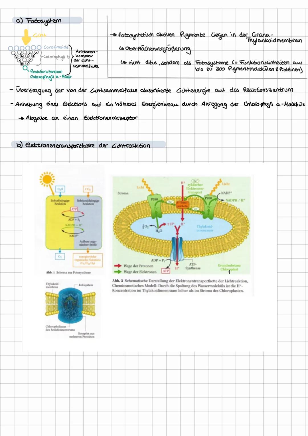 # FOTOSYNTHESE
Fotosynthes ist der wichtigste bio-chemische Vorgang auf der Erde..
$6 CO2 + 6 H₂O \xrightarrow{Licht} C6H12O6 + 602$
Wirk