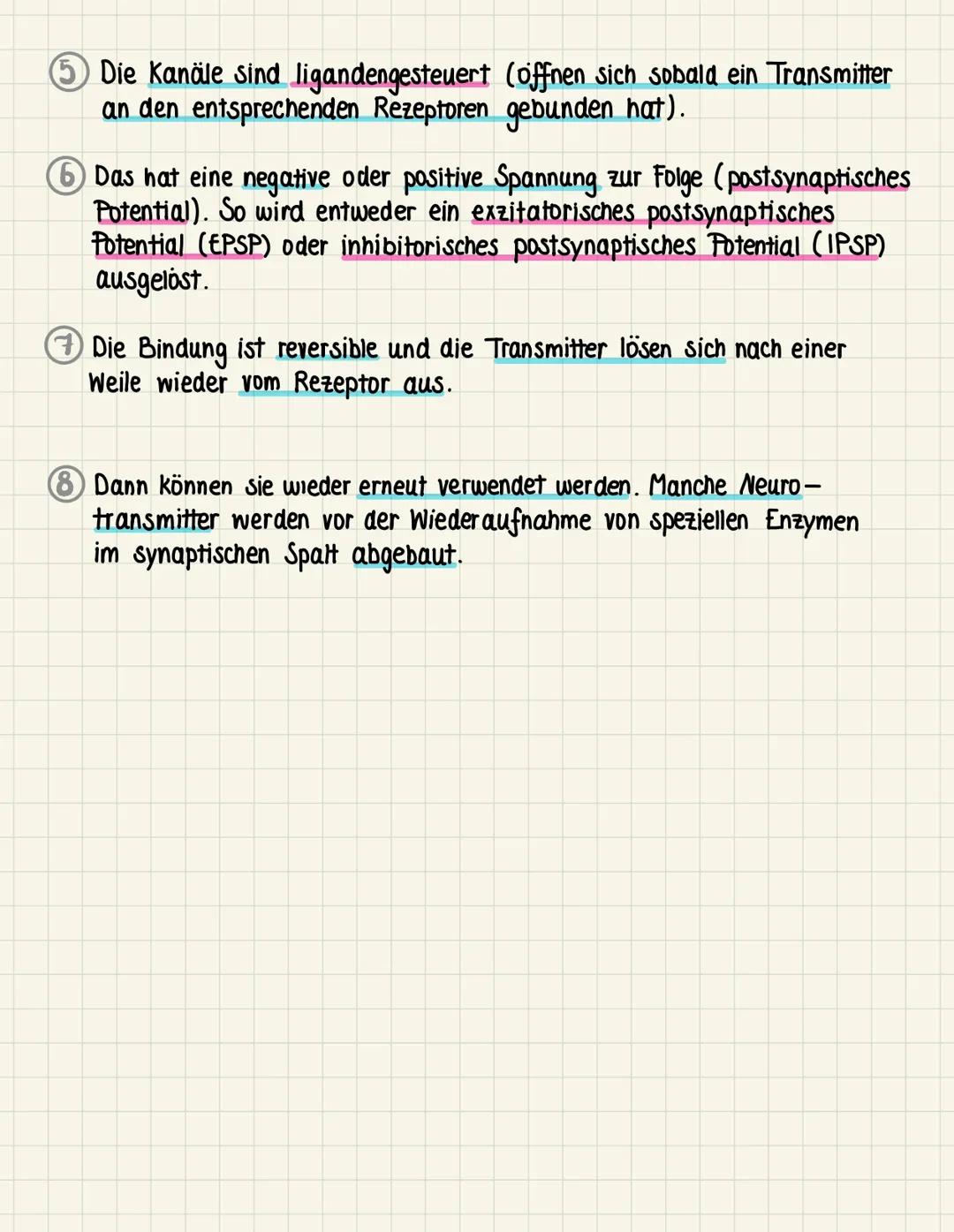 Chemische Synapse Funktion
Jot
Ca²+
Nat (Ⓒ
Ca²+
1 Das Aktionspotential löst eine Veränderung der Spannung an der
präsynaptischen Membran aus