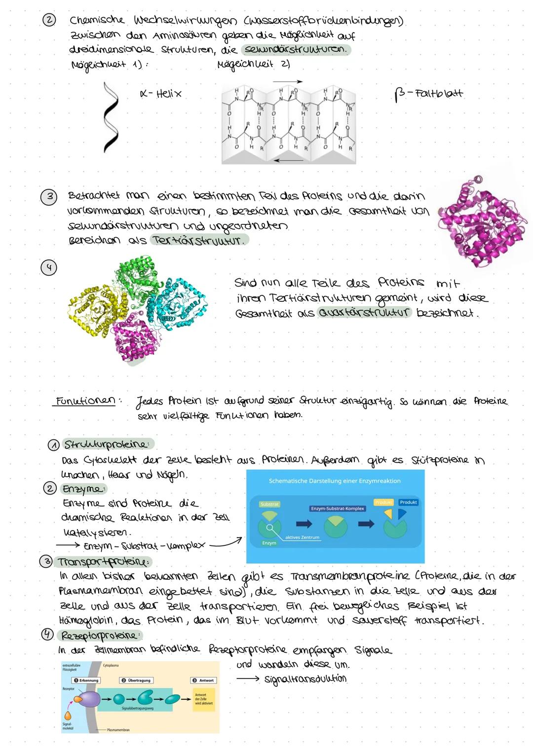 # -Makromoleküle-
WAS SIND MAKRONOLEKULE?
Als Makromolellite werden Moleküle bezeichnet, die aus vielen (bis zu mehreren Hunderttausend)
gl
