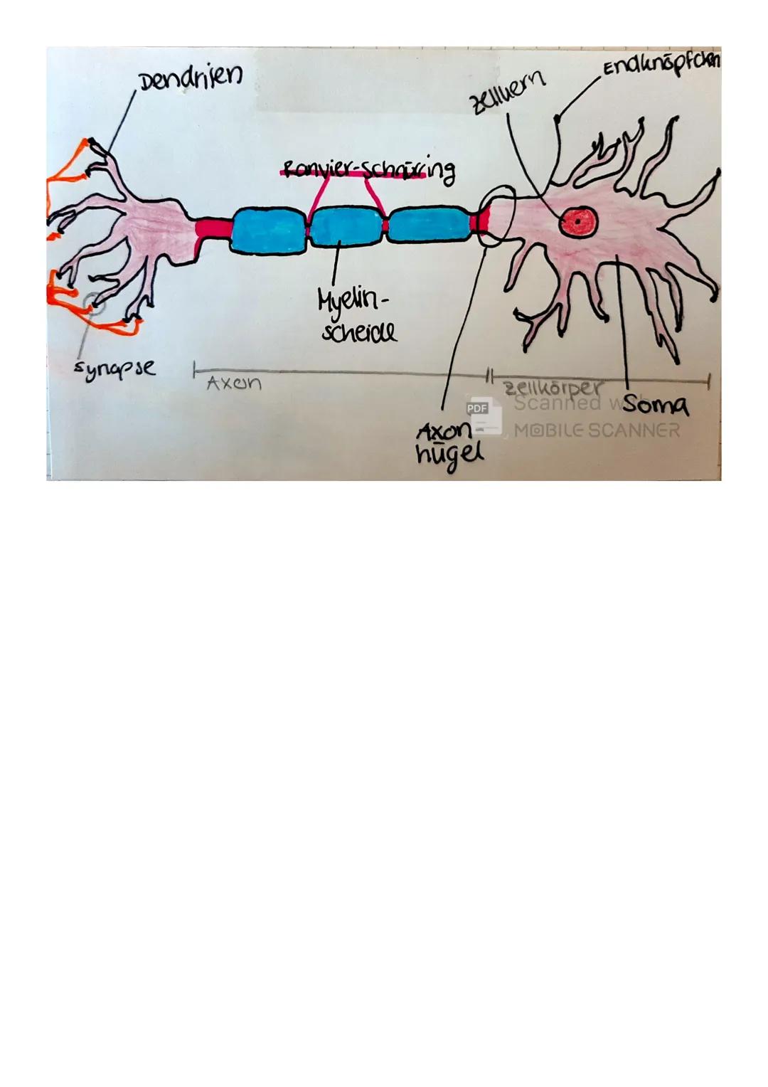 # neuron aufbau
DENDRITEN- hier kommt der Reiz an, diese werden ins Soma weiter-
geleitet
SOMA- die Zeute wird am leben gehalten
AXON über d
