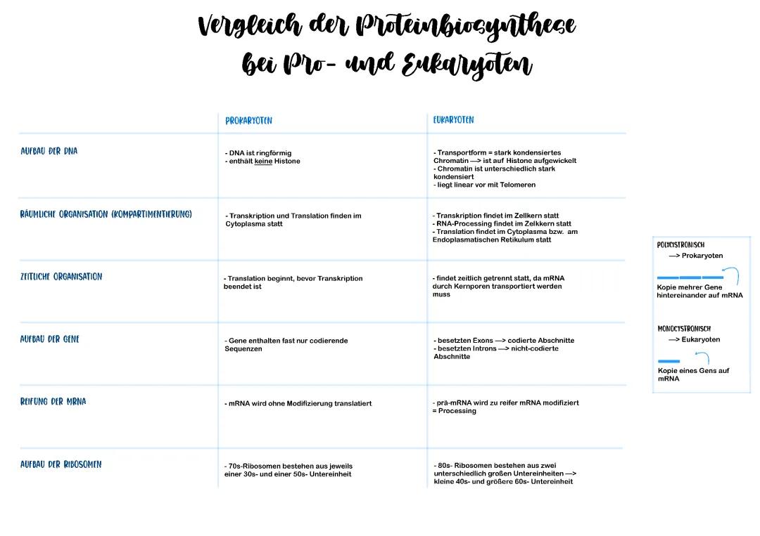 Proteinbiosynthese bei Pro- und Eukaryoten