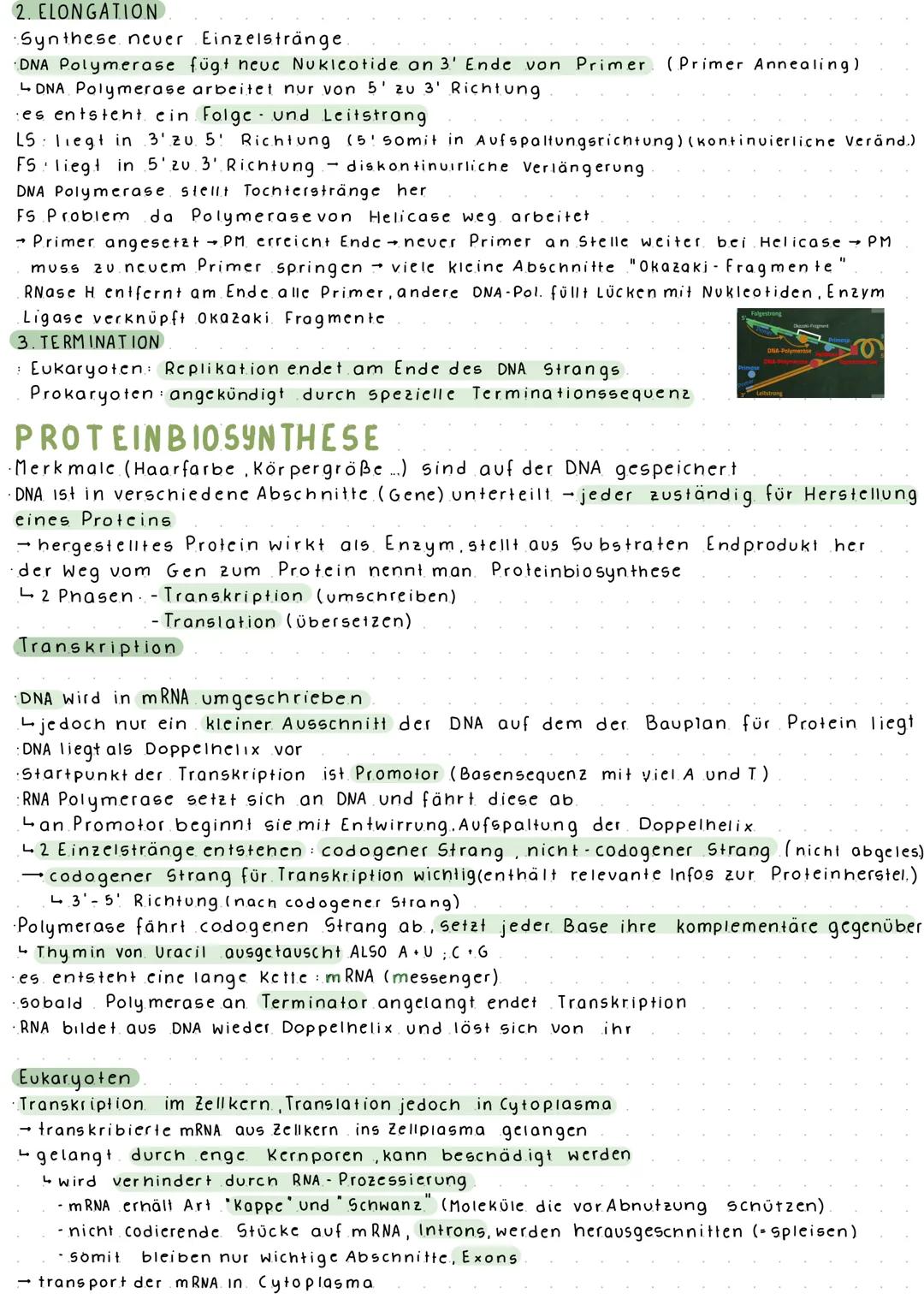DNA-AUFBAU
5'
G
A
Zelle
3'
BIOLOGIE ARBEIT NR. 2
Zellkern
DNA = Desoxyribonukleinsäure.
Bestandteile: Desoxyribose (Pentosezucker)
(Kompleme