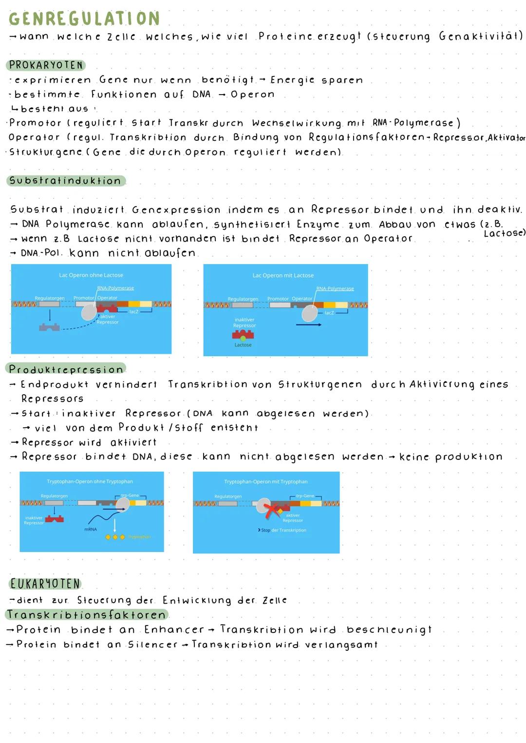 DNA-AUFBAU
5'
G
A
Zelle
3'
BIOLOGIE ARBEIT NR. 2
Zellkern
DNA = Desoxyribonukleinsäure.
Bestandteile: Desoxyribose (Pentosezucker)
(Kompleme