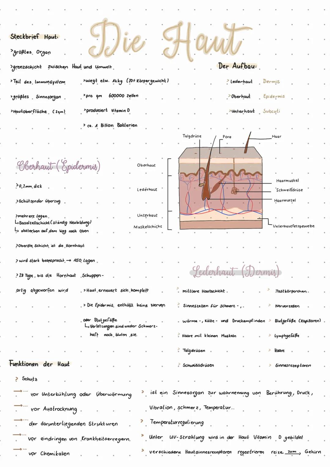 Steckbrief Haut.
>größtes Organ
>grenzschicht zwischen Haut und Umwelt.
>Teil des Immunsystem
>größtes Sinnesorgan
.
>Hautoberfläche, (2qm)